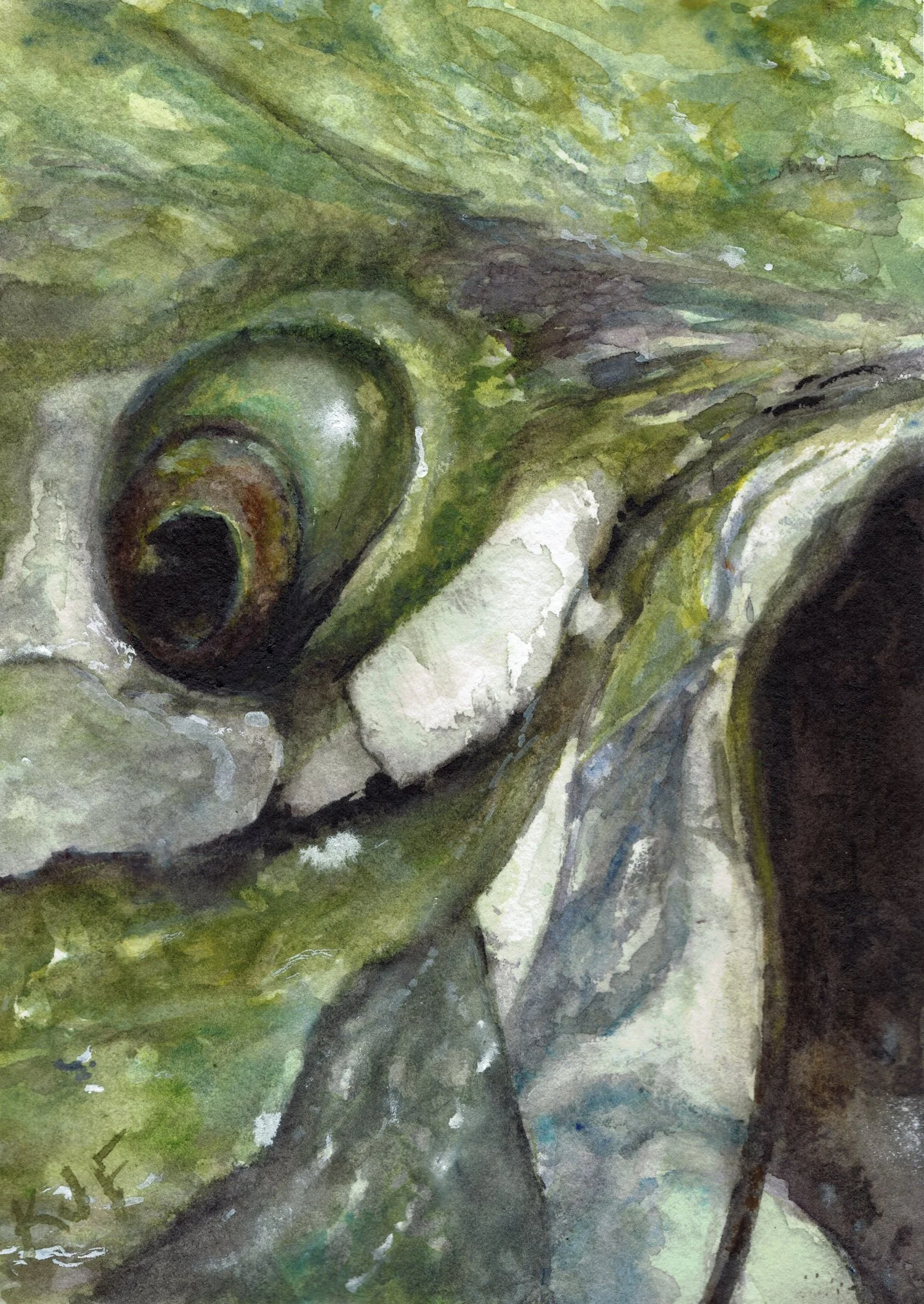 Watercolor close-up of a tarpon’s head and eye in pale green, gold, and blue.