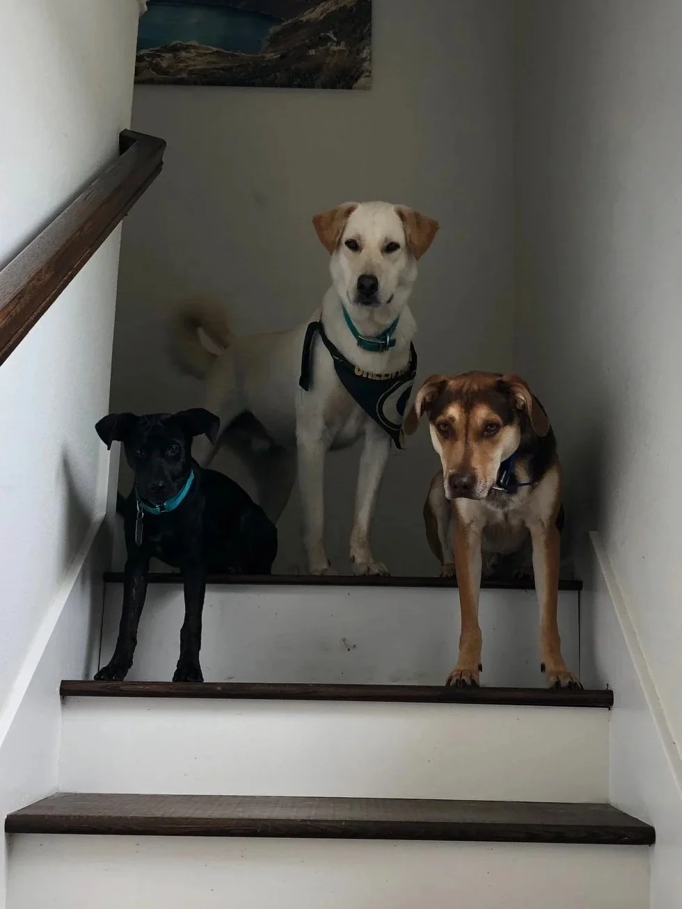 Three dogs standing on a staircase, with a painting of a landscape on the wall behind them.