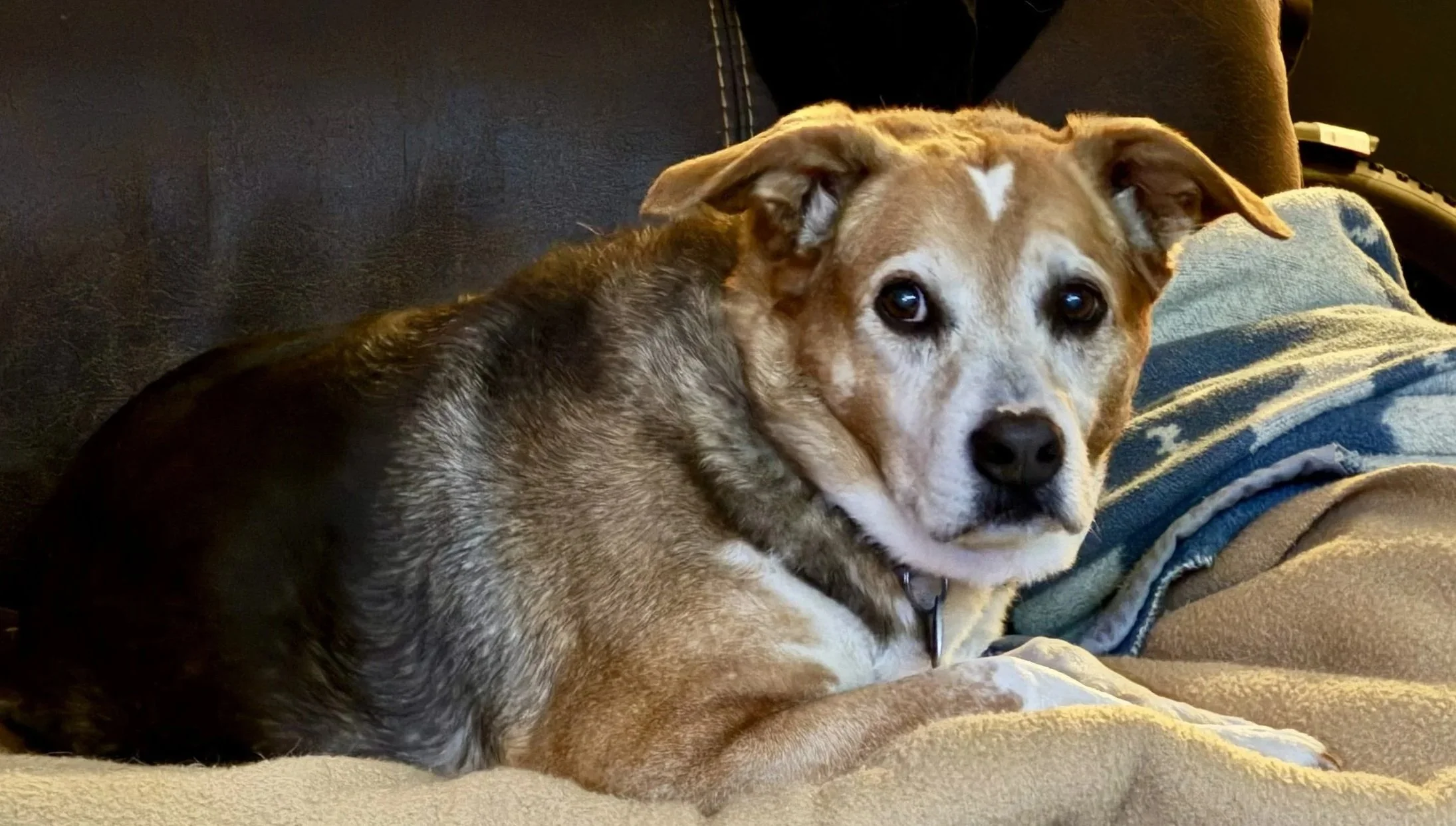 A brown and black dog lying on a beige blanket on a dark couch, looking at the camera.