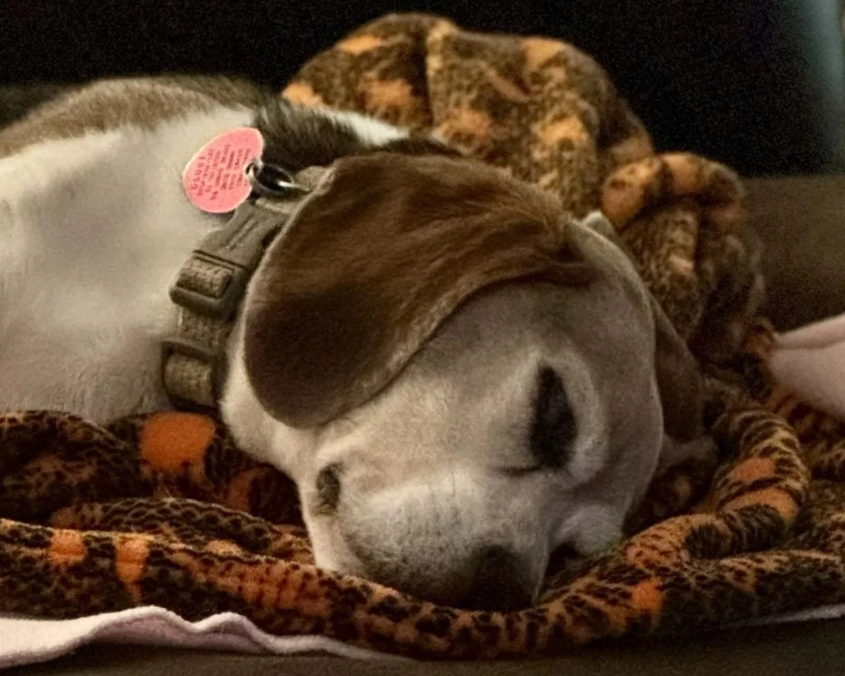 A sleepy puppy lying on a leopard print blanket with a black collar and pink tag, sleeping on a black couch.