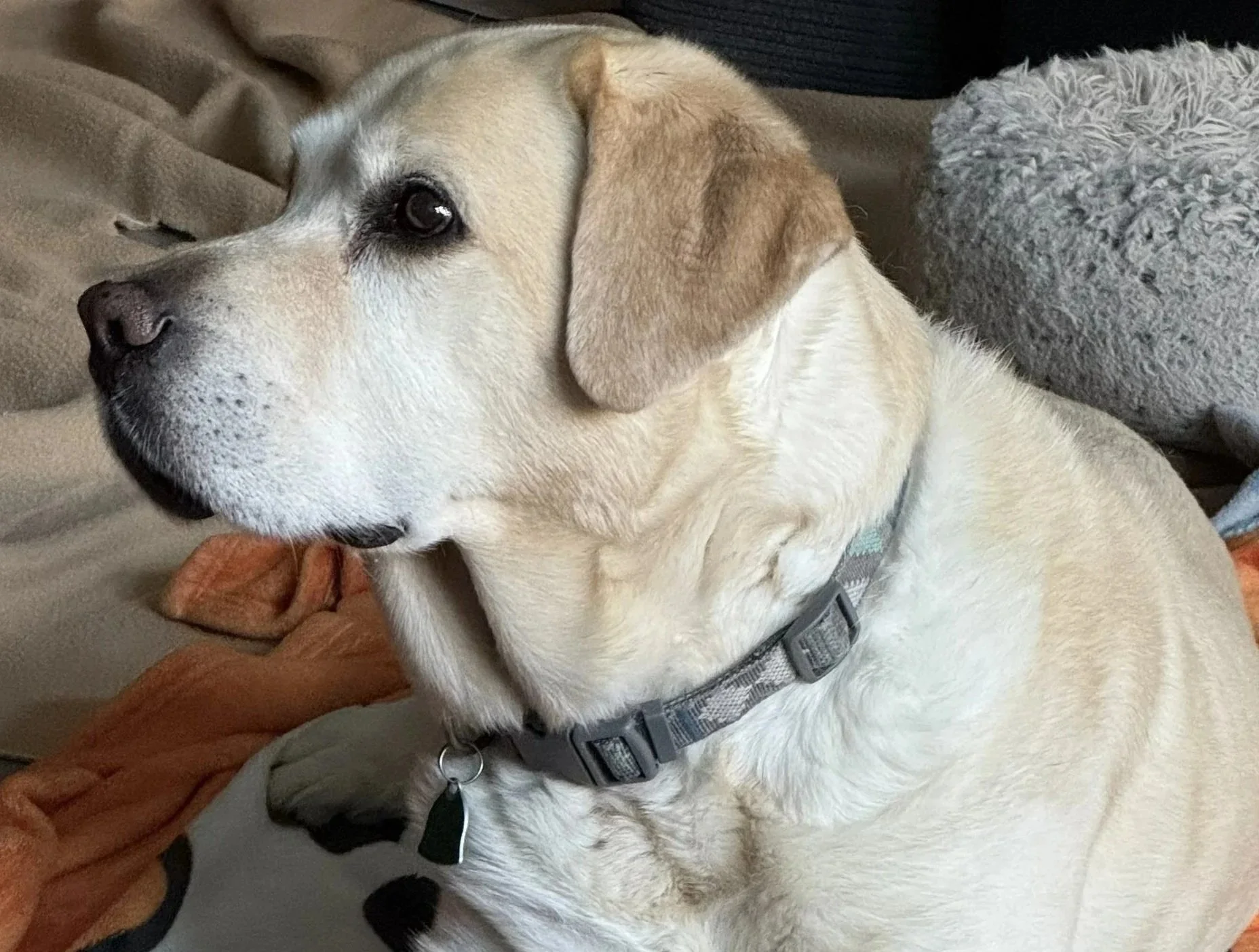 A dog lying on a blanket with a tiger paw print pattern. The dog is light-colored with a black nose and dark eyes, wearing a collar, and looking to the side.