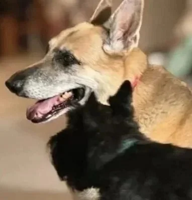 A large tan and black dog lying on the floor with a small black puppy standing in front of it.