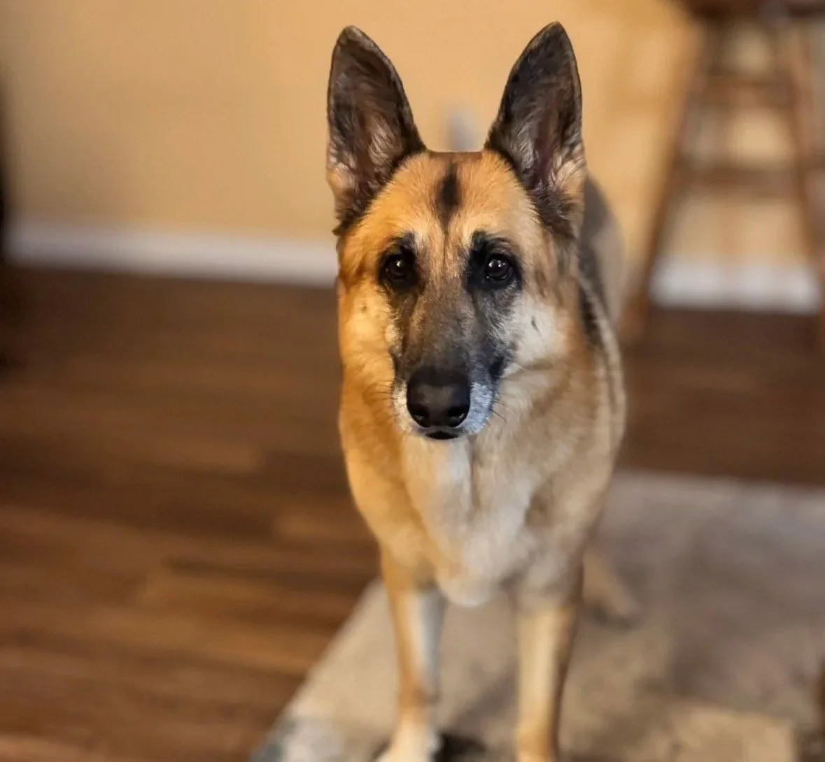 A German Shepherd dog standing on a rug on a wooden floor, looking up at the camera with a calm expression.