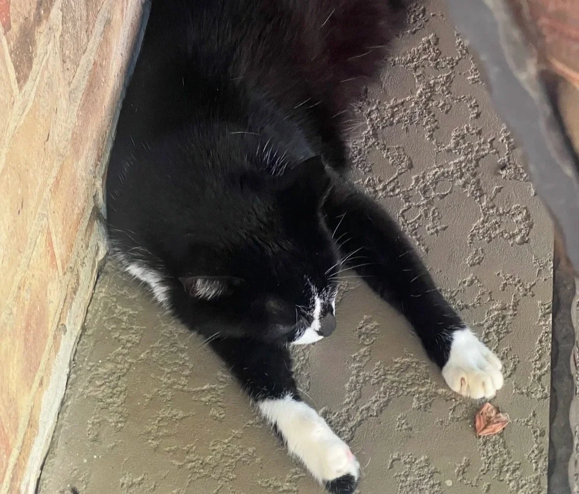 Black and white cat lying on concrete floor near a brick wall and a metal surface.