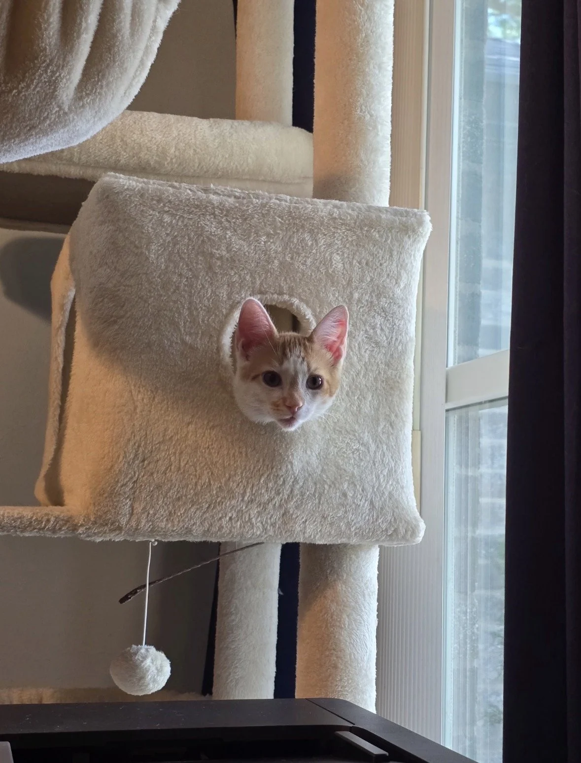 A ginger and white kitten peeking out of a circular hole in a cream-colored cat tree, with a view of a window and curtains in the background.