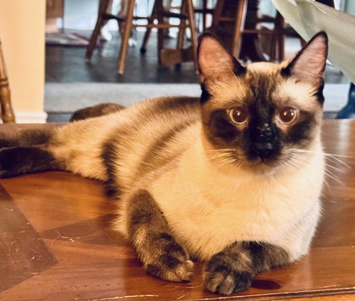 A Siamese cat with blue eyes lying on a wooden table, looking directly at the camera.