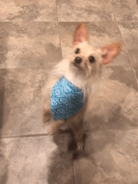 pet sitting a happy dog, in our home