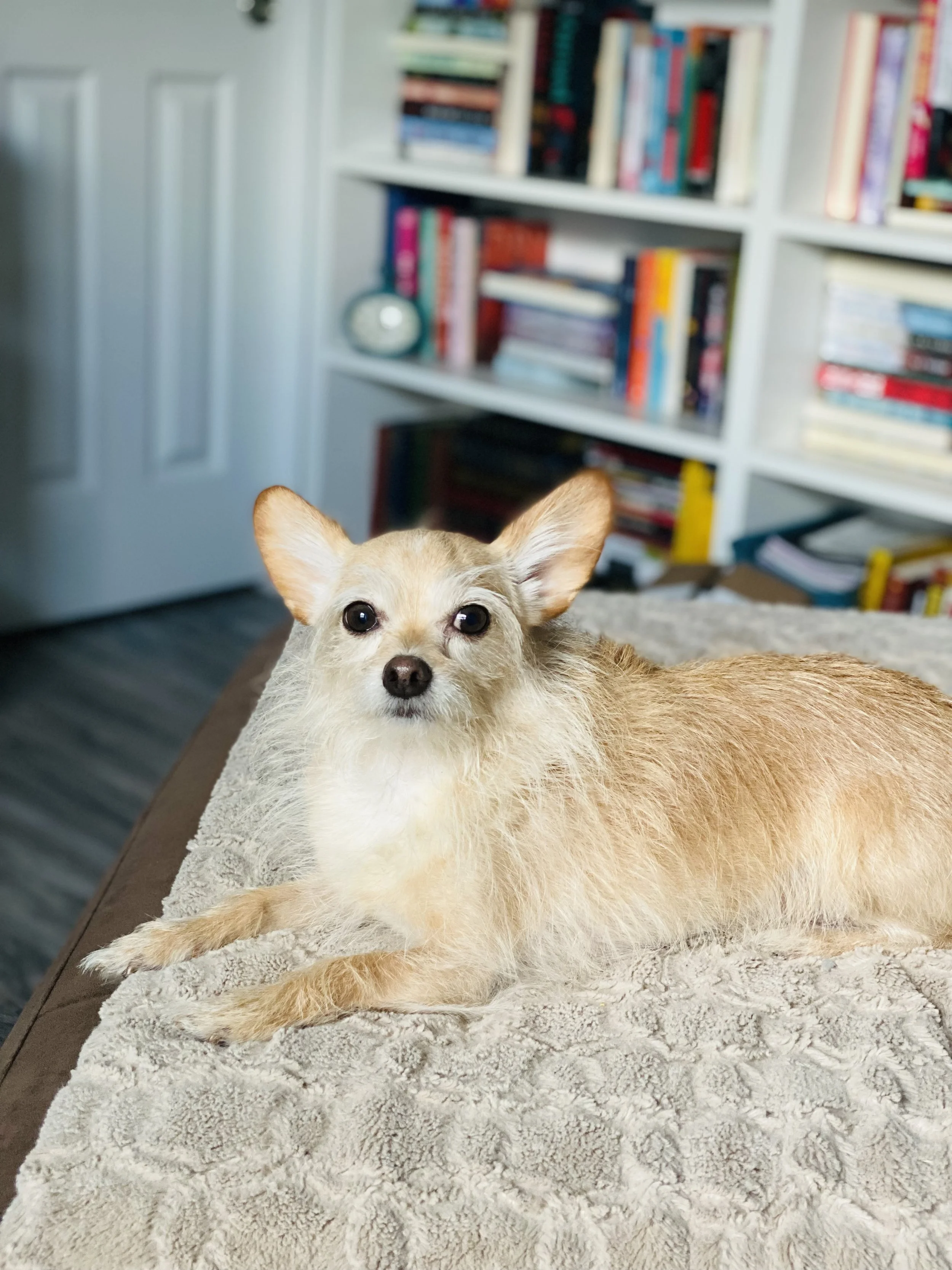 Close-up of a small tan and white dog lying on a textured beige blanket, with a blurred bookshelf in the background.
