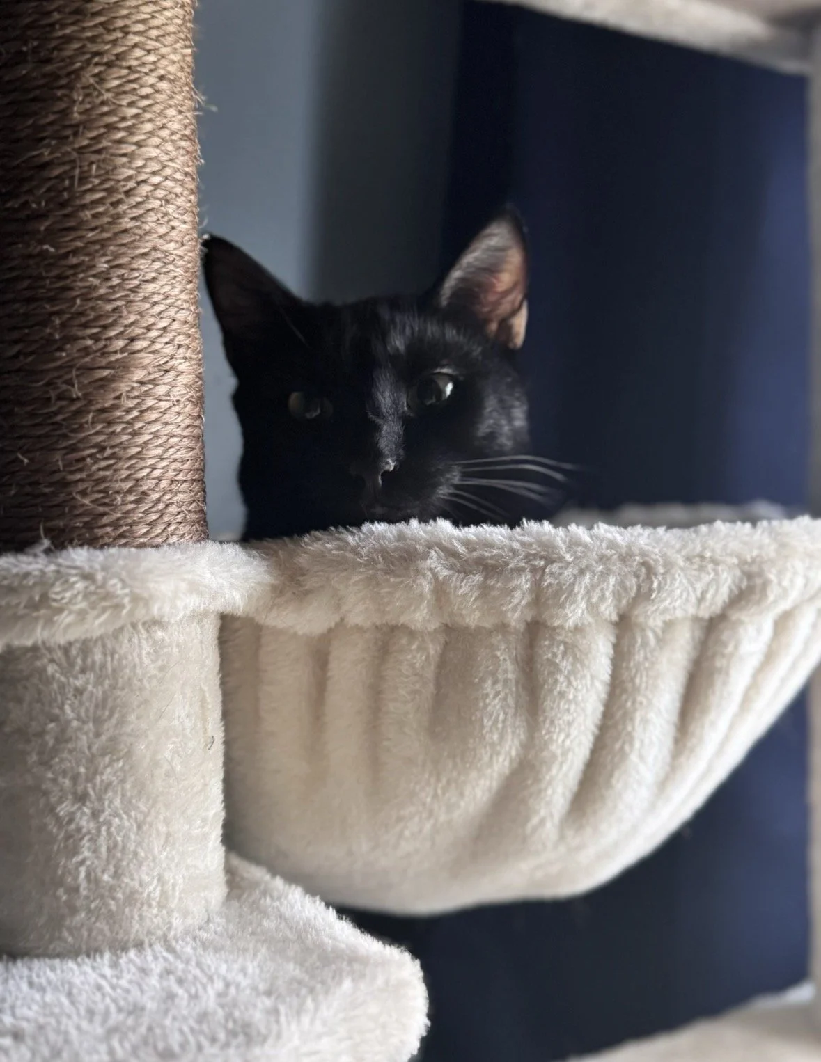 A black cat peeking out from a cozy, beige, plush cat bed. The cat is partially hidden behind the edge of the bed, with one ear and part of the face visible. The bed is part of a cat tree with a scratching post nearby.