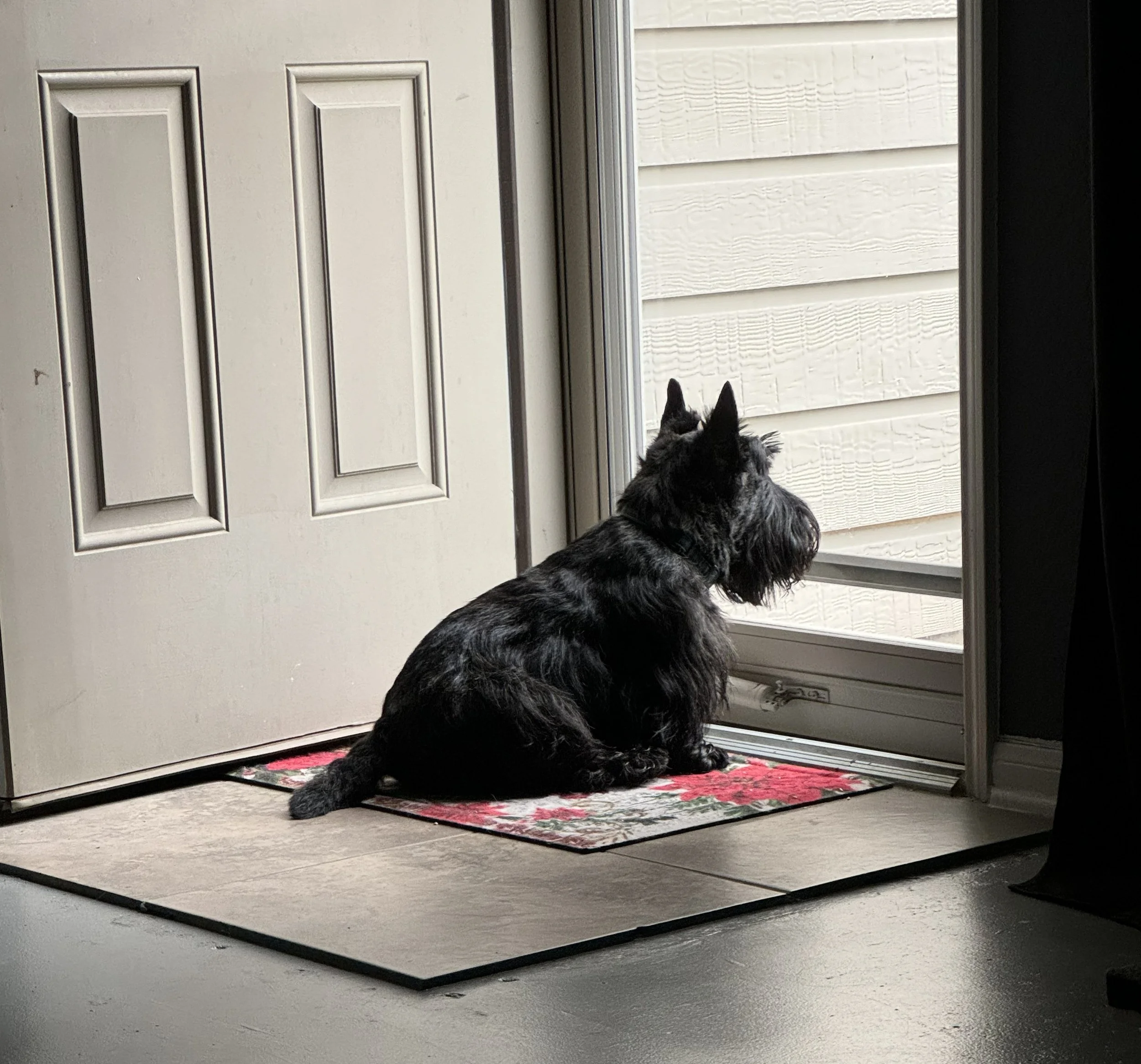 A dog sitting on a red, floral-patterned mat near an open glass door leading outside to a white house with horizontal siding.