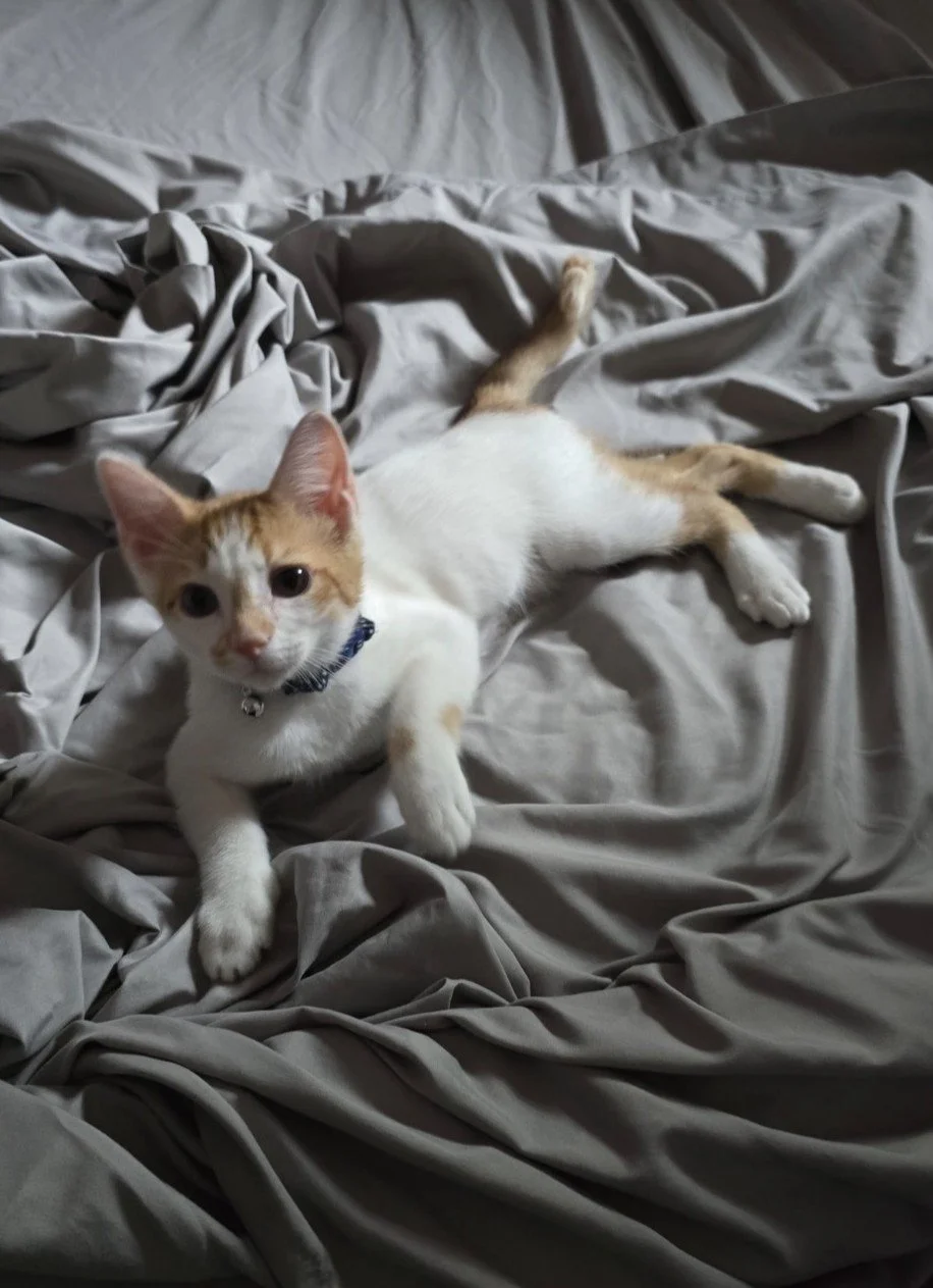A white and orange tabby kitten lying on a rumpled gray bedspread, looking at the camera.