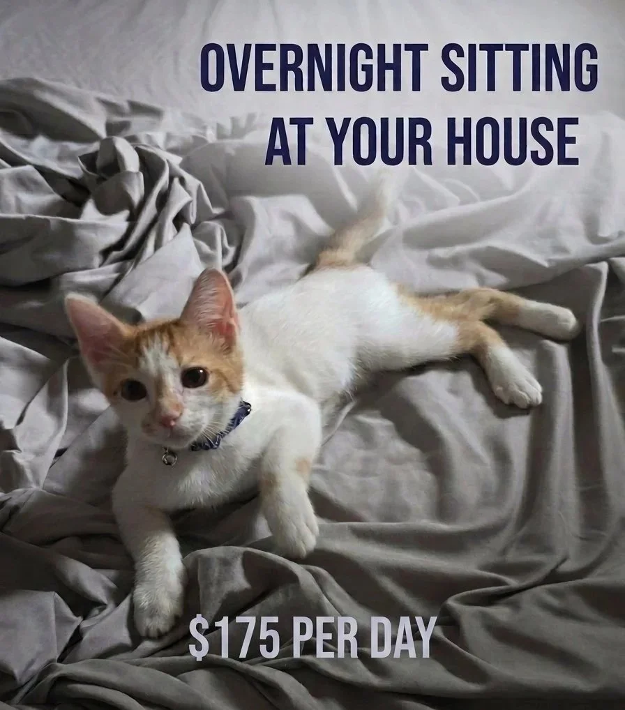 A cat lying on a rumpled bed with bedding, with text over the image that reads 'Overnight Sitting at Your House $175 per Day'.