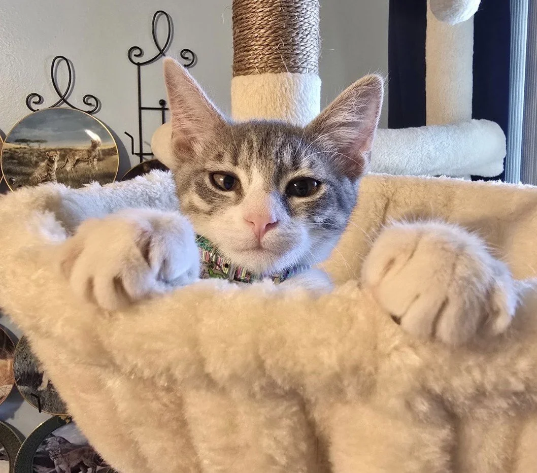 A gray tabby kitten with green eyes sitting inside a beige fuzzy cat tree.