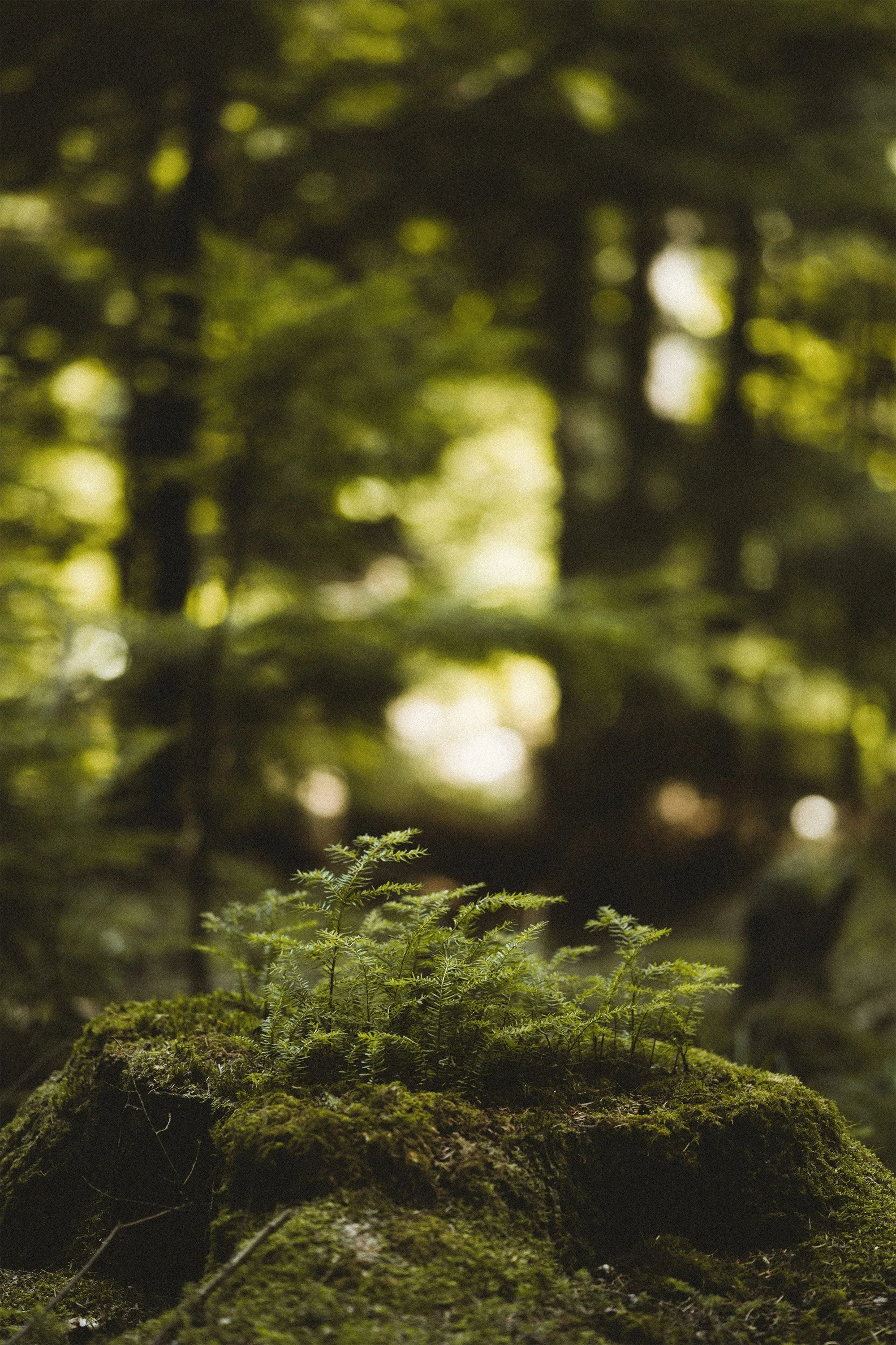 Close-up of small green plants growing on mossy log in a forest with blurred background of trees and sunlight filtering through the leaves.