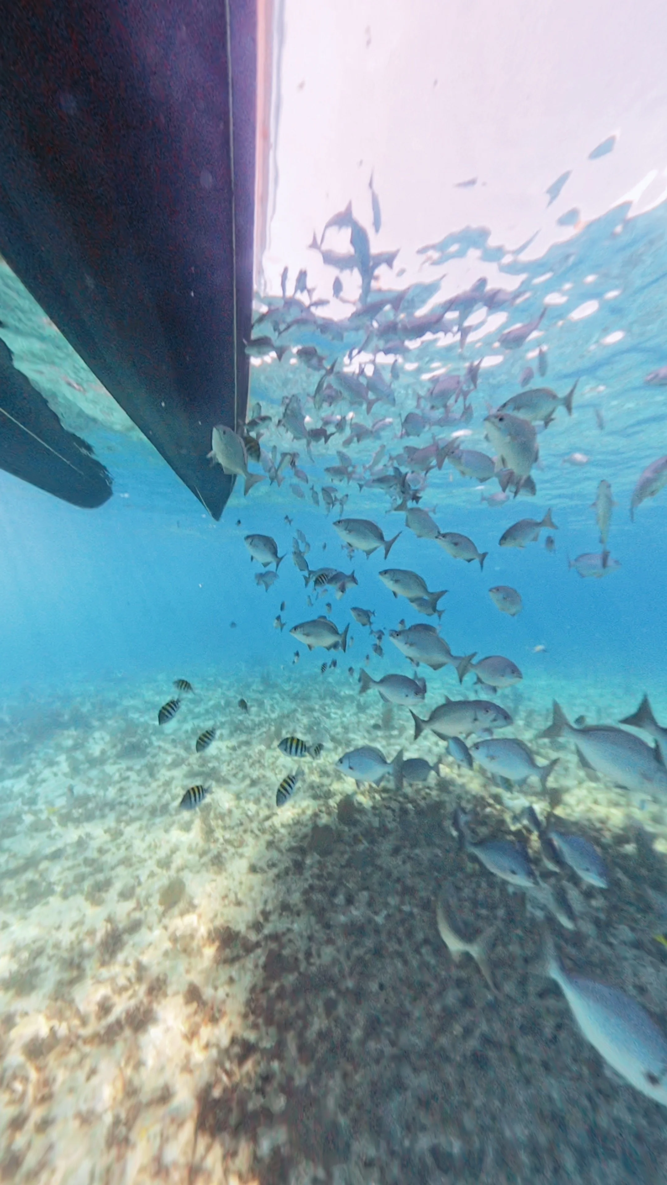 Snorkel The Keys with fish everywhere