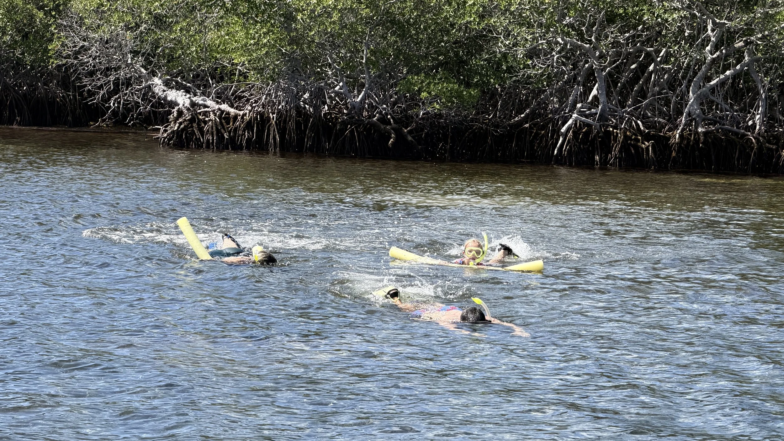 Snorkel The Keys in Mangrooves