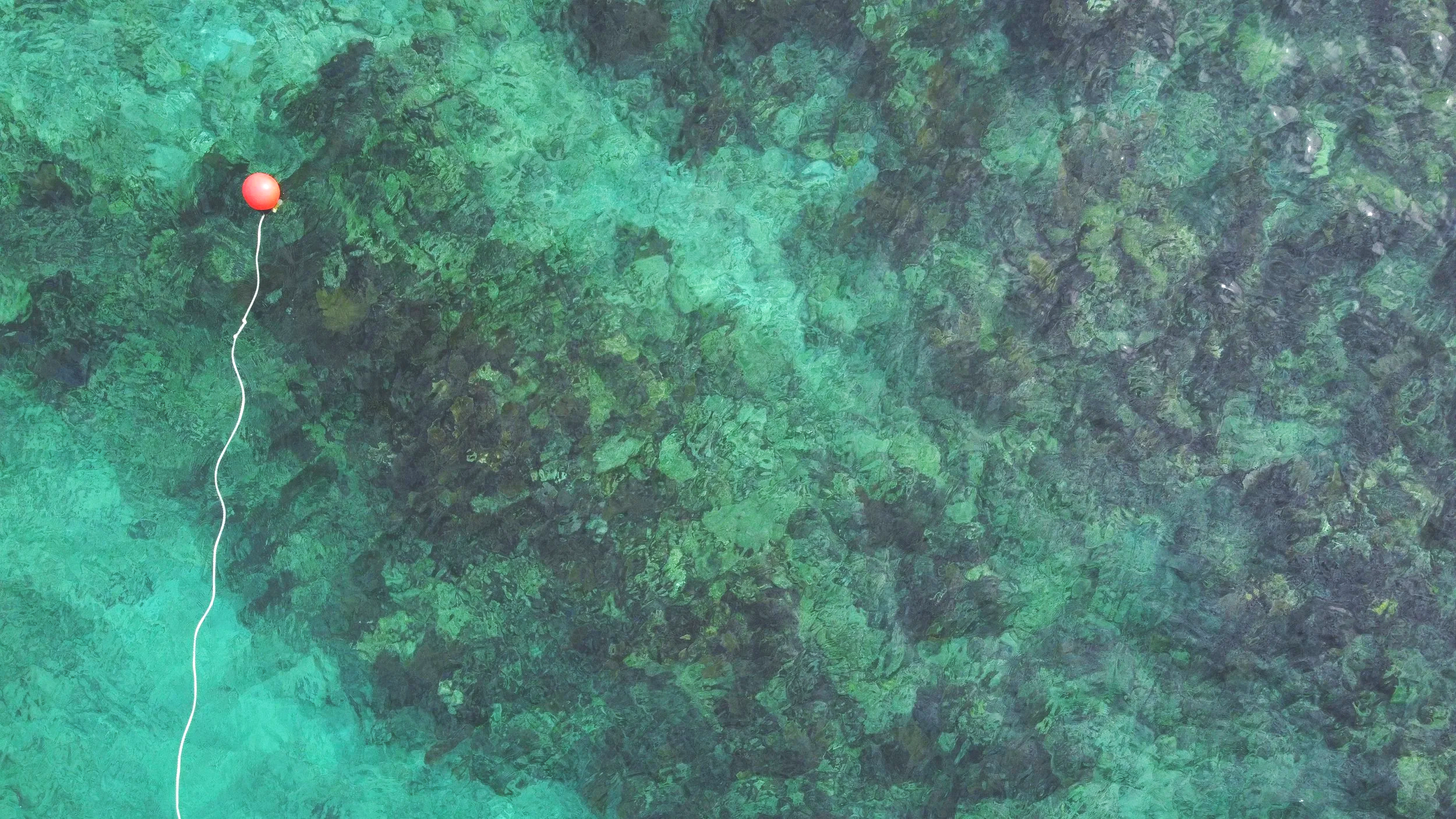 Snorkel The Keys on incredible reefs