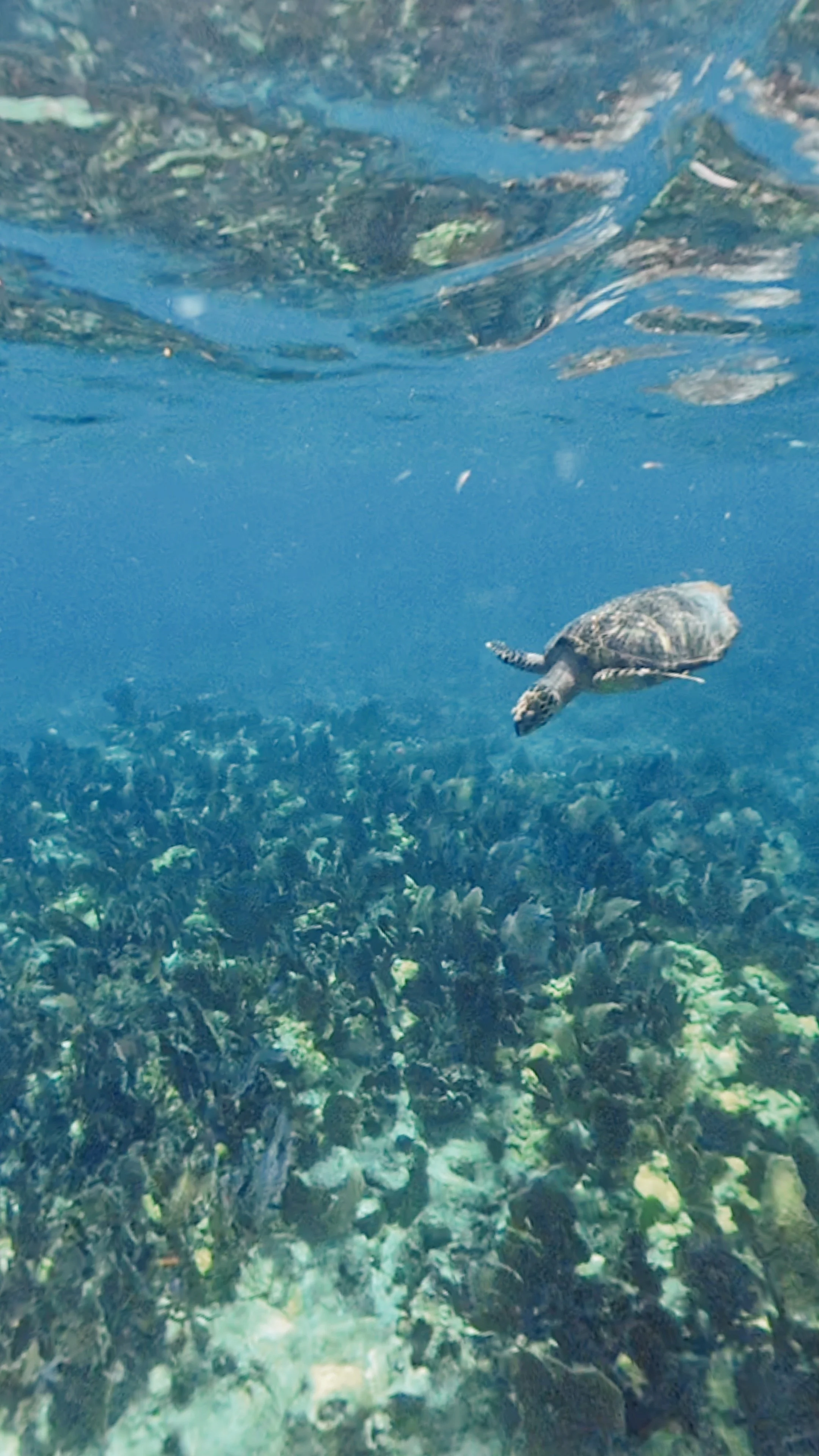 Snorkel The Keys with turtles