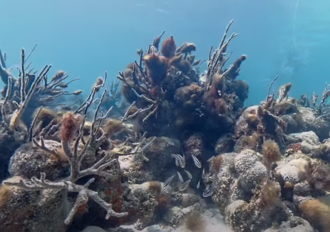 Snorkel The Keys on healthy reefs