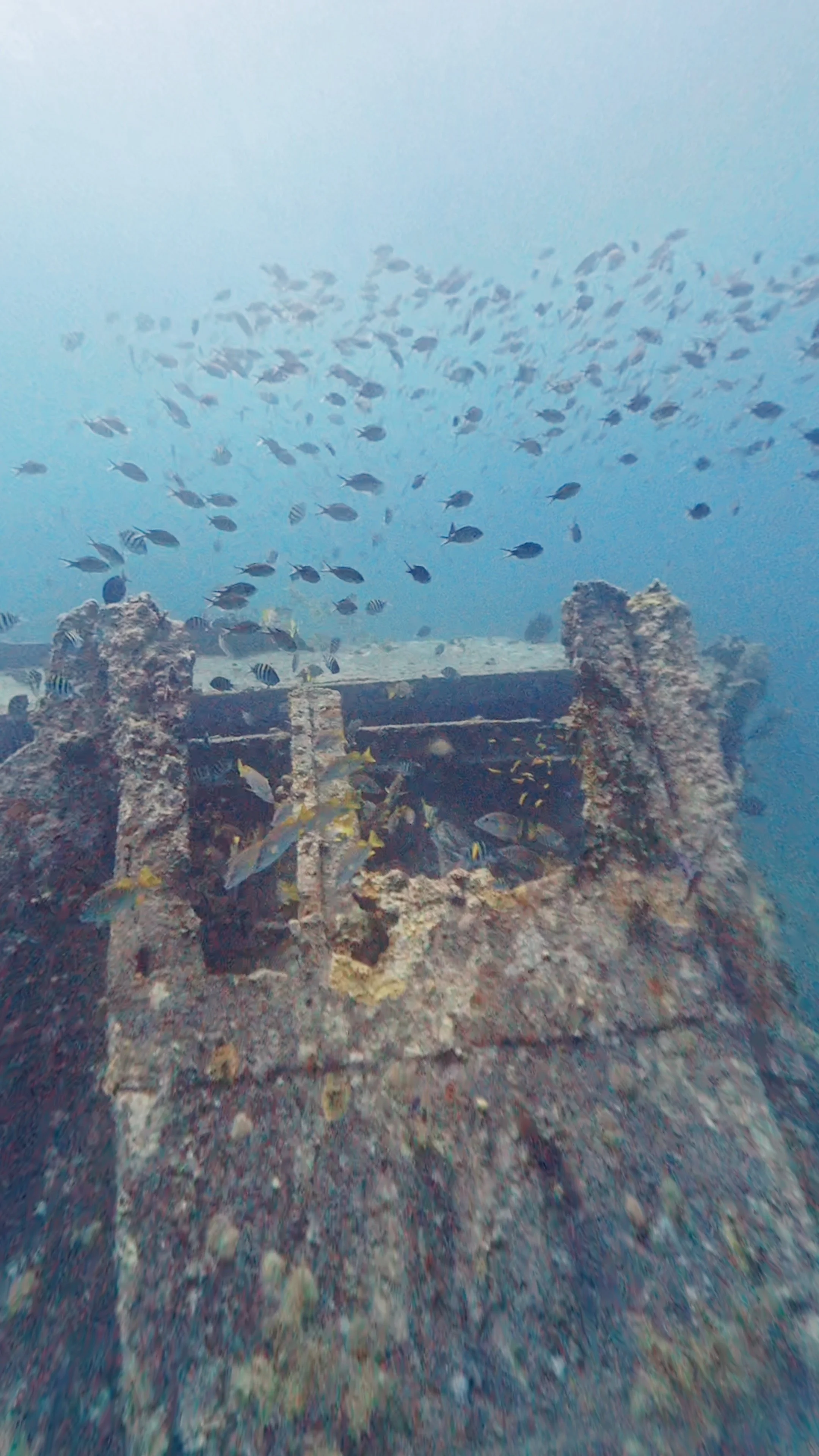 Snorkel The Keys on shallow shipwrecks