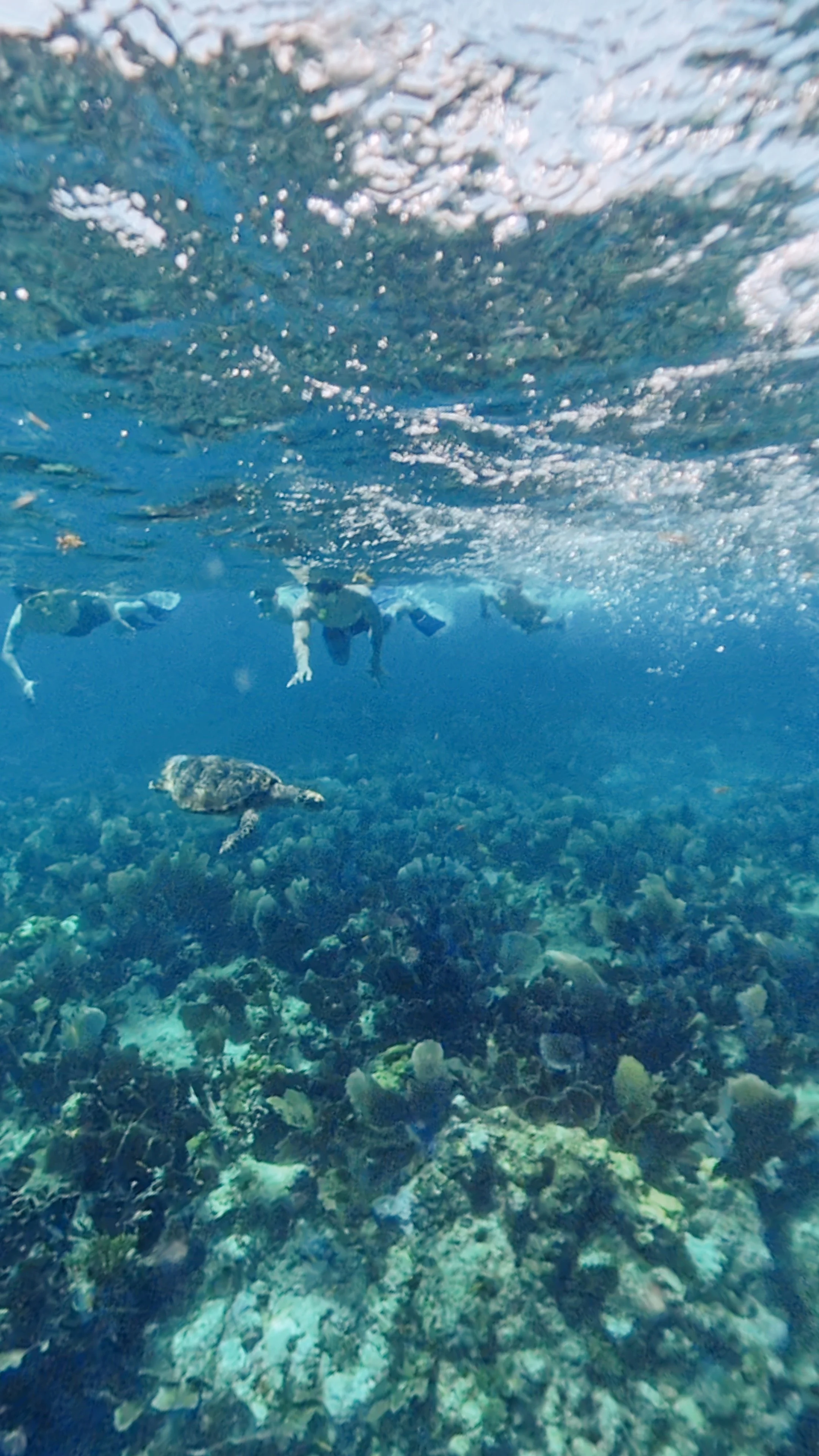 Snorkel The Keys on beautiful coral reefs