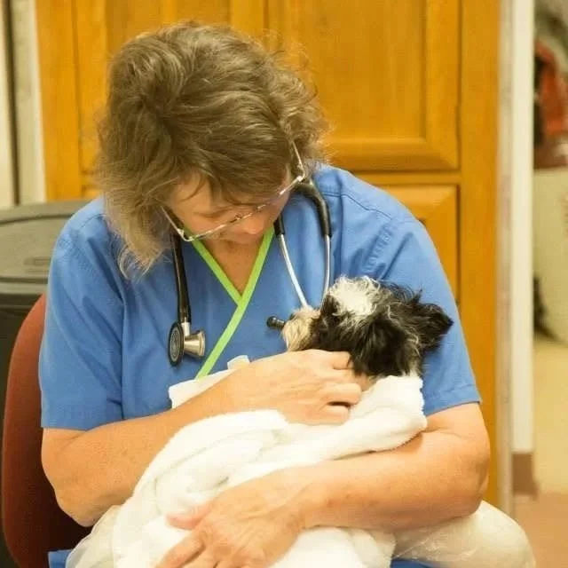 A female veterinarian wearing blue scrubs with a stethoscope around her neck is holding a small black and white puppy, gently cuddling it in her arms in a veterinary clinic setting.