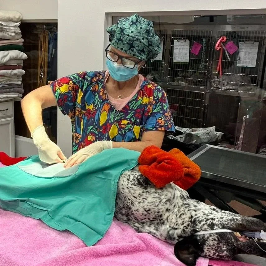 Veterinarian wearing colorful scrubs, gloves, and face mask examining a Dalmatian dog lying on a pink towel, with an orange hat on its head and an IV drip attached, in a veterinary clinic.