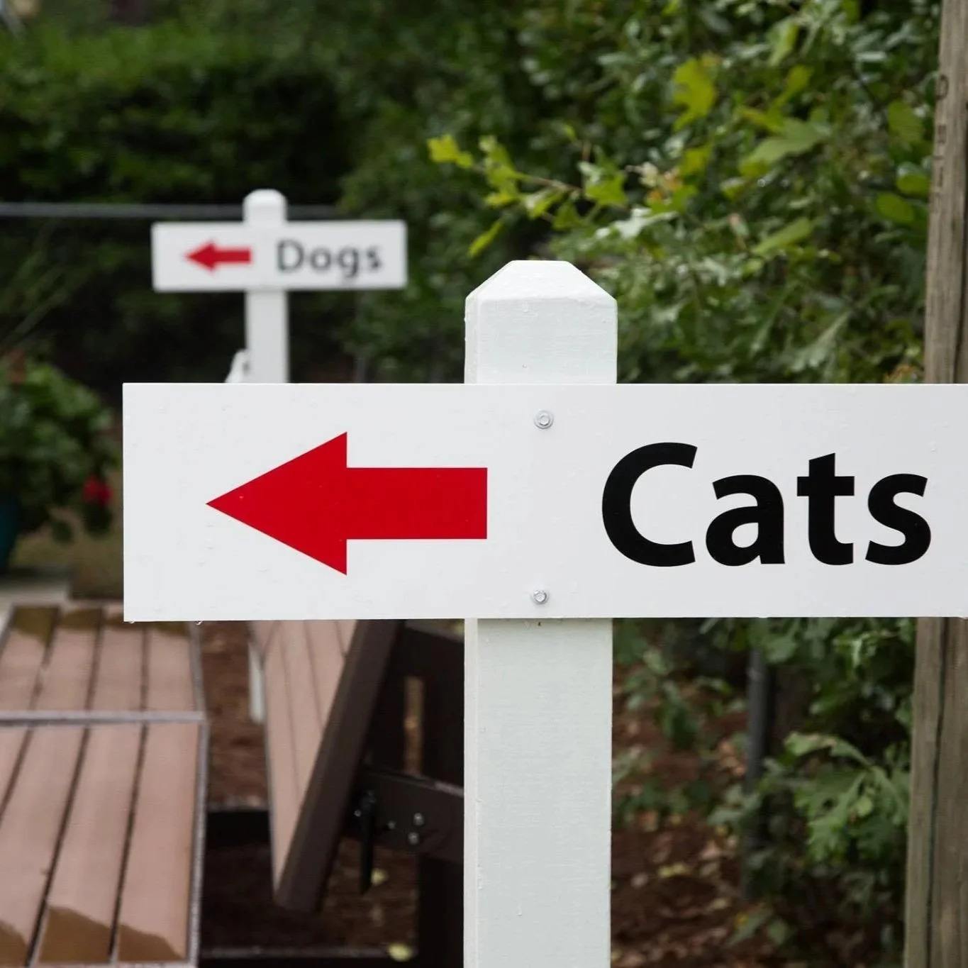 A directional sign with a red left arrow pointing to the word 'Cats' in black text, located outdoors among trees.