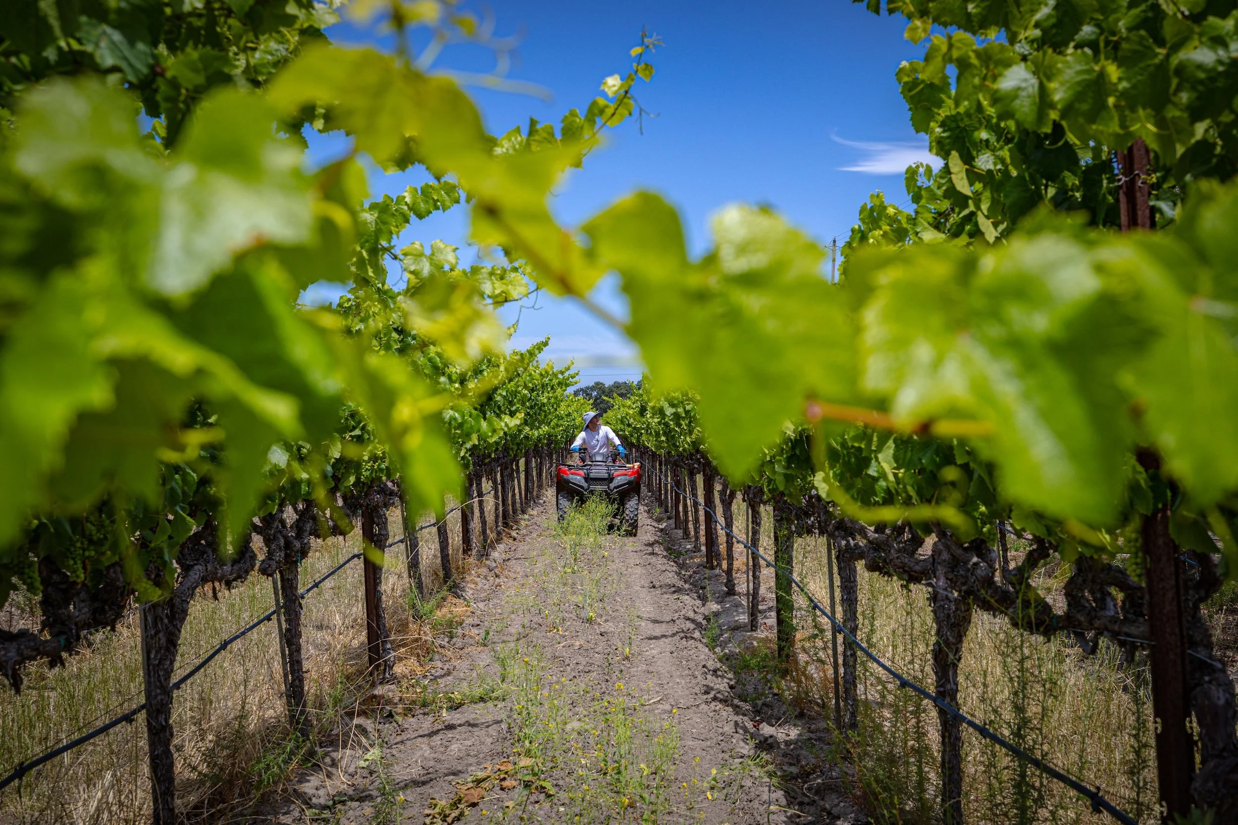 A person riding a four-wheeler through a vineyard with green grapevines and a blue sky overhead.