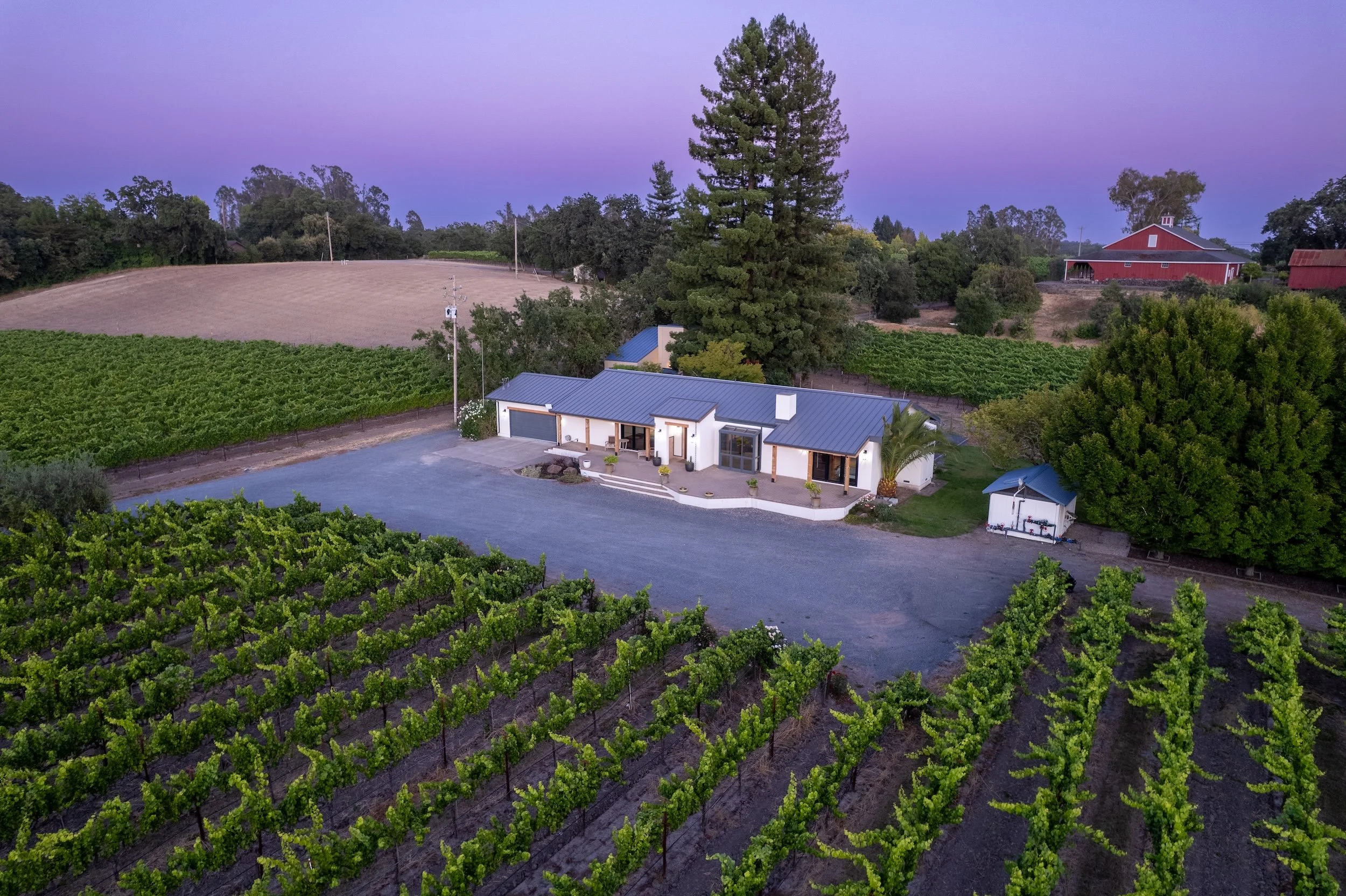 A farm scene at dusk featuring a white modern house with a metal roof, surrounded by rows of green grapevines, a large tall tree, open fields, a red barn, and a paved driveway.
