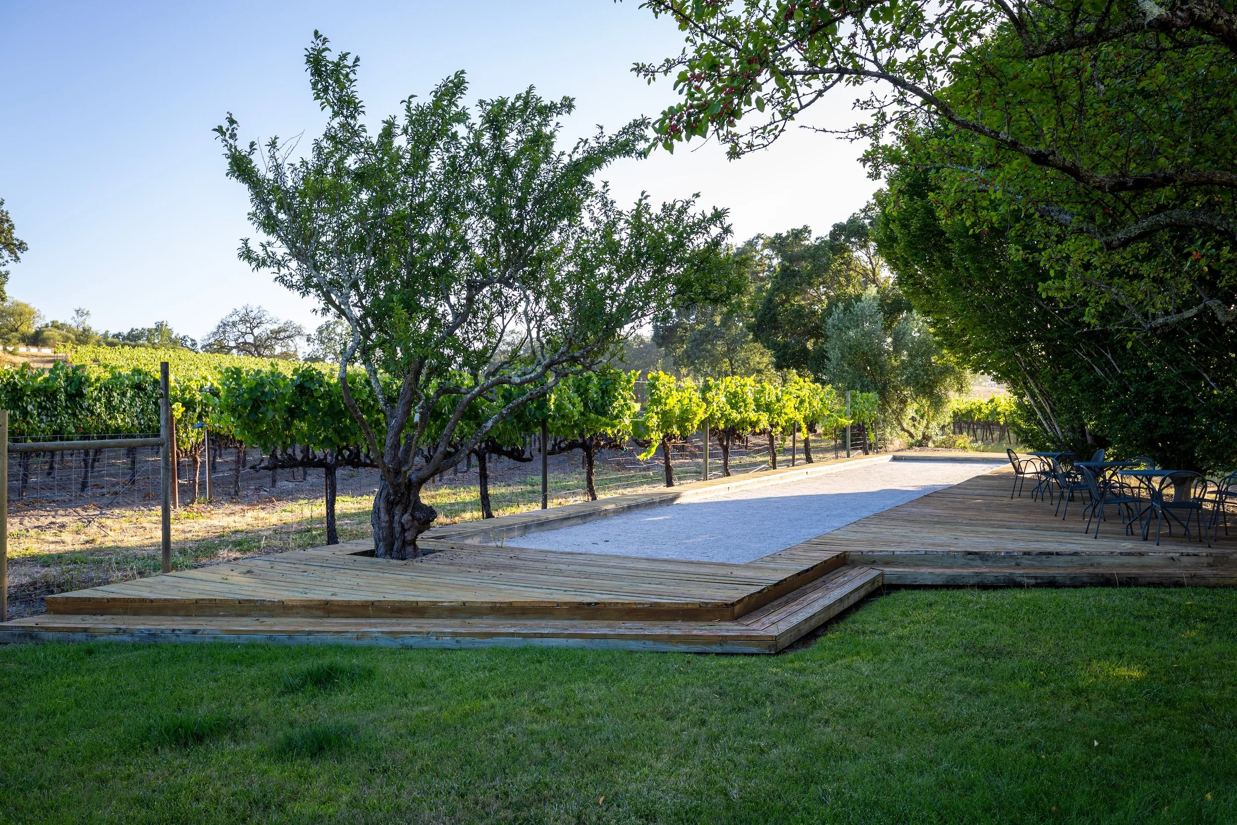 A vineyard landscape with a large tree, a wooden deck, and outdoor seating area surrounded by grapevines and green trees under a clear sky.