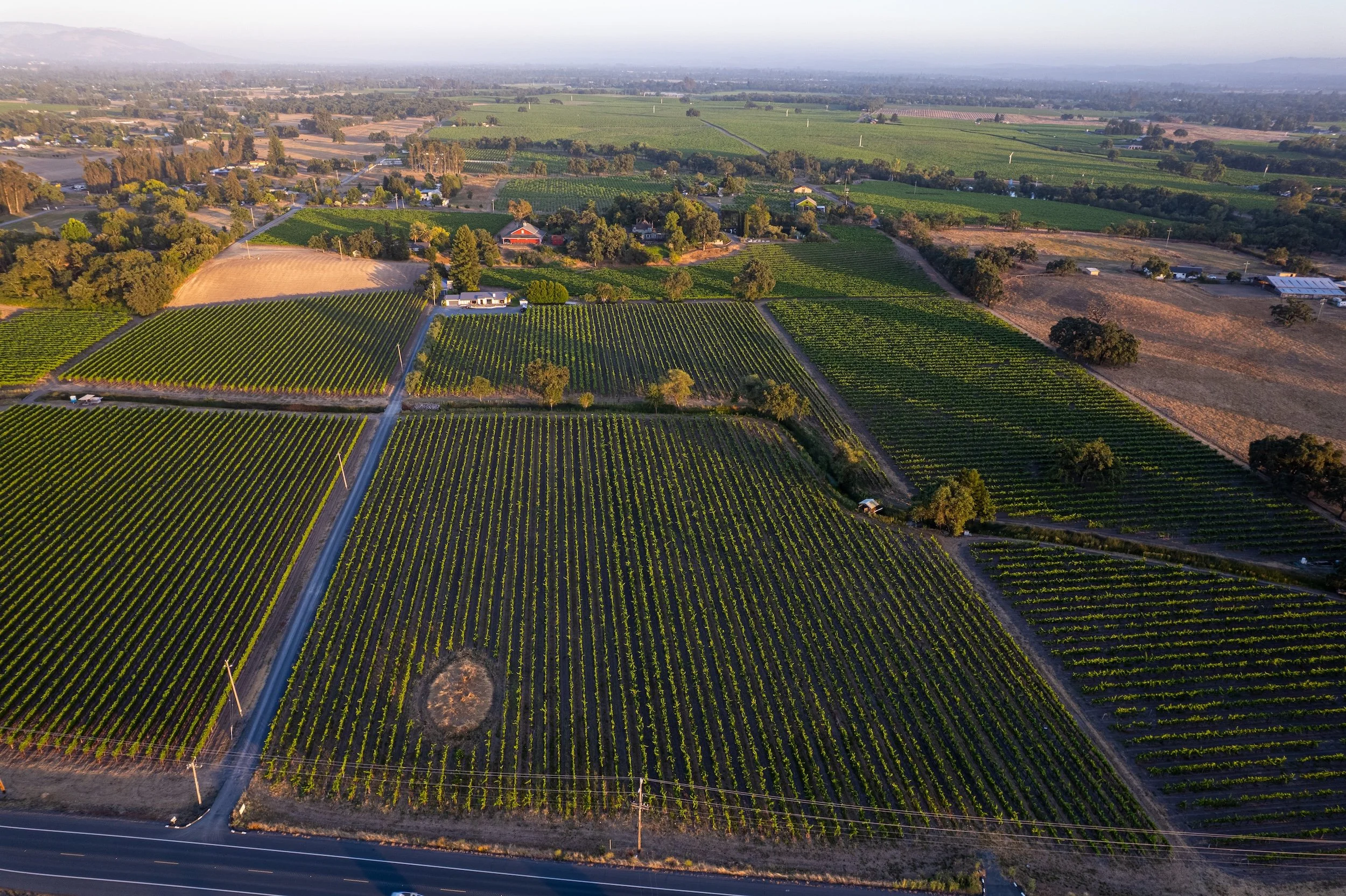 Aerial view of lush green vineyards with rows of grapevines, surrounded by farmland, trees, and a few buildings, under a clear sky.