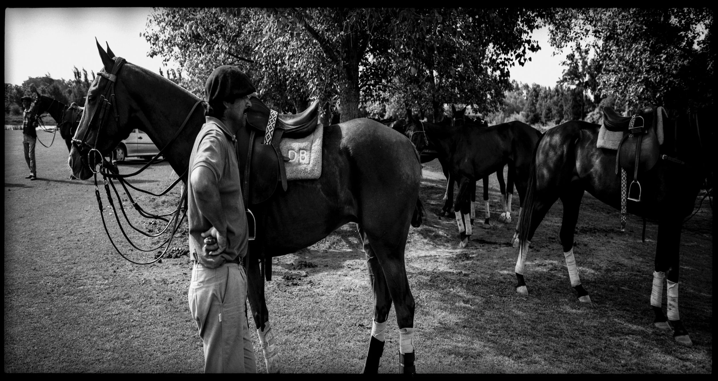 polo ready to mount.jpg