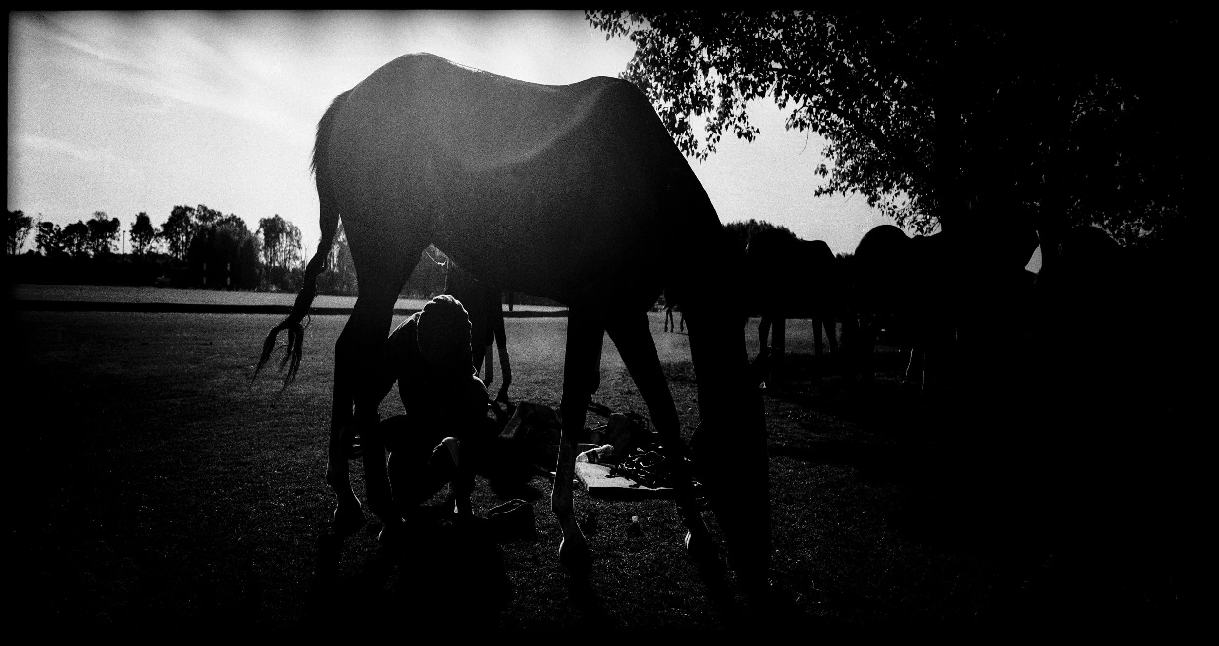 polo shoeing.jpg