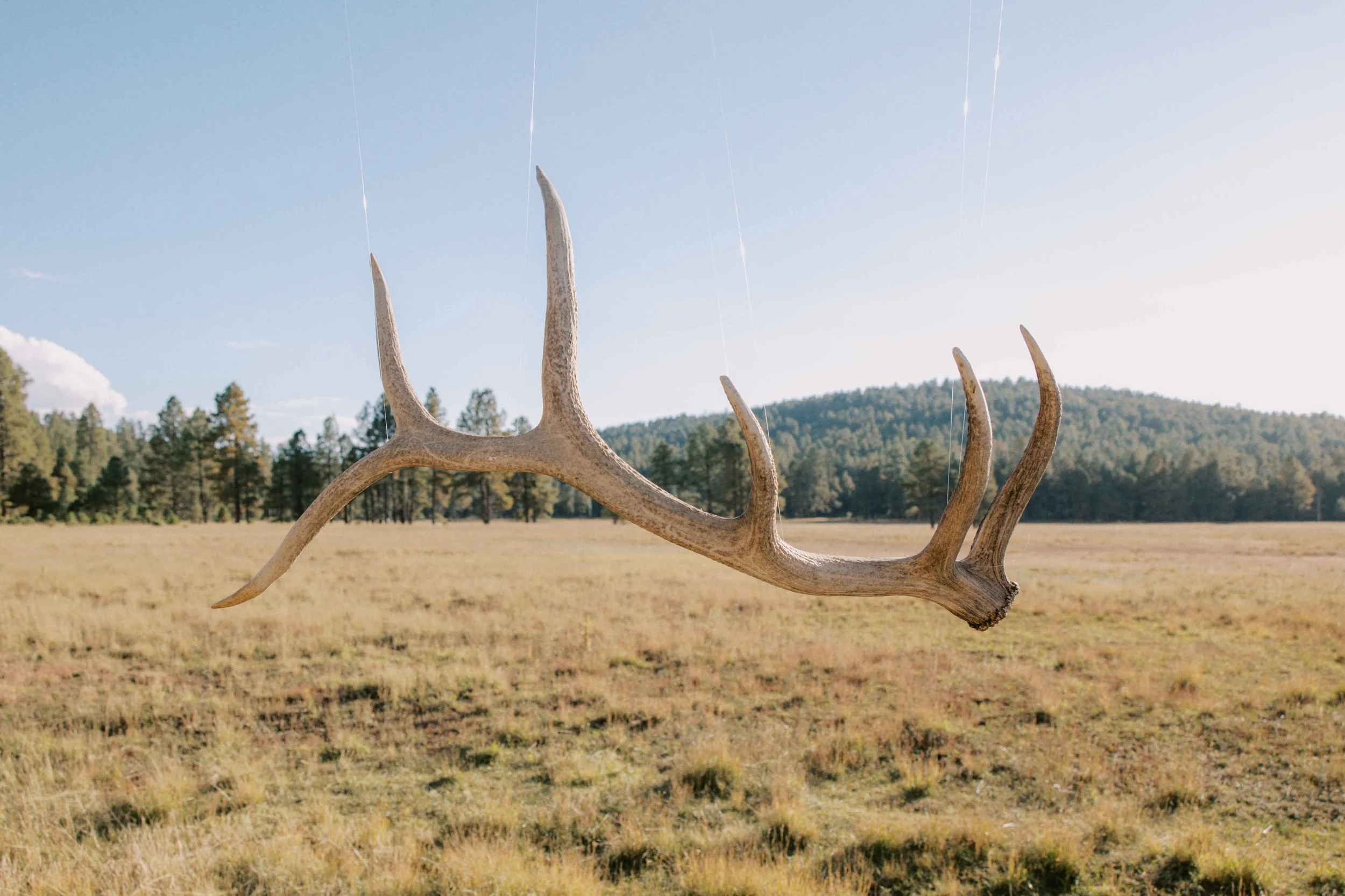 A set of deer antlers hanging from strings in an open field with trees and hills in the background during daylight.