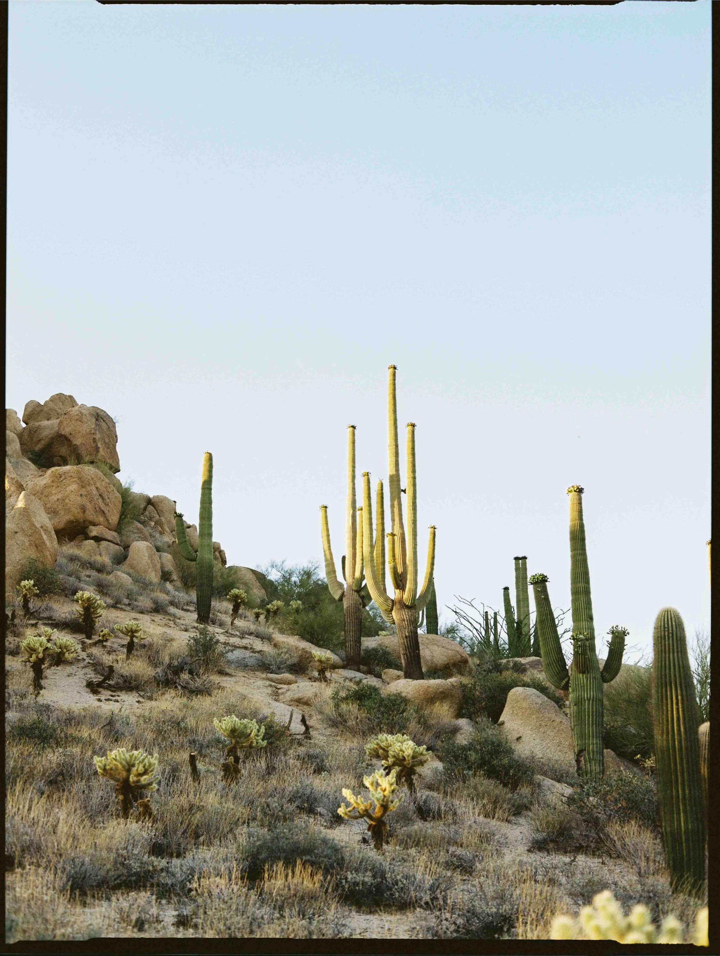 A desert landscape featuring tall saguaro cacti, scattered smaller cacti, rocks, and dry brush under a clear blue sky.