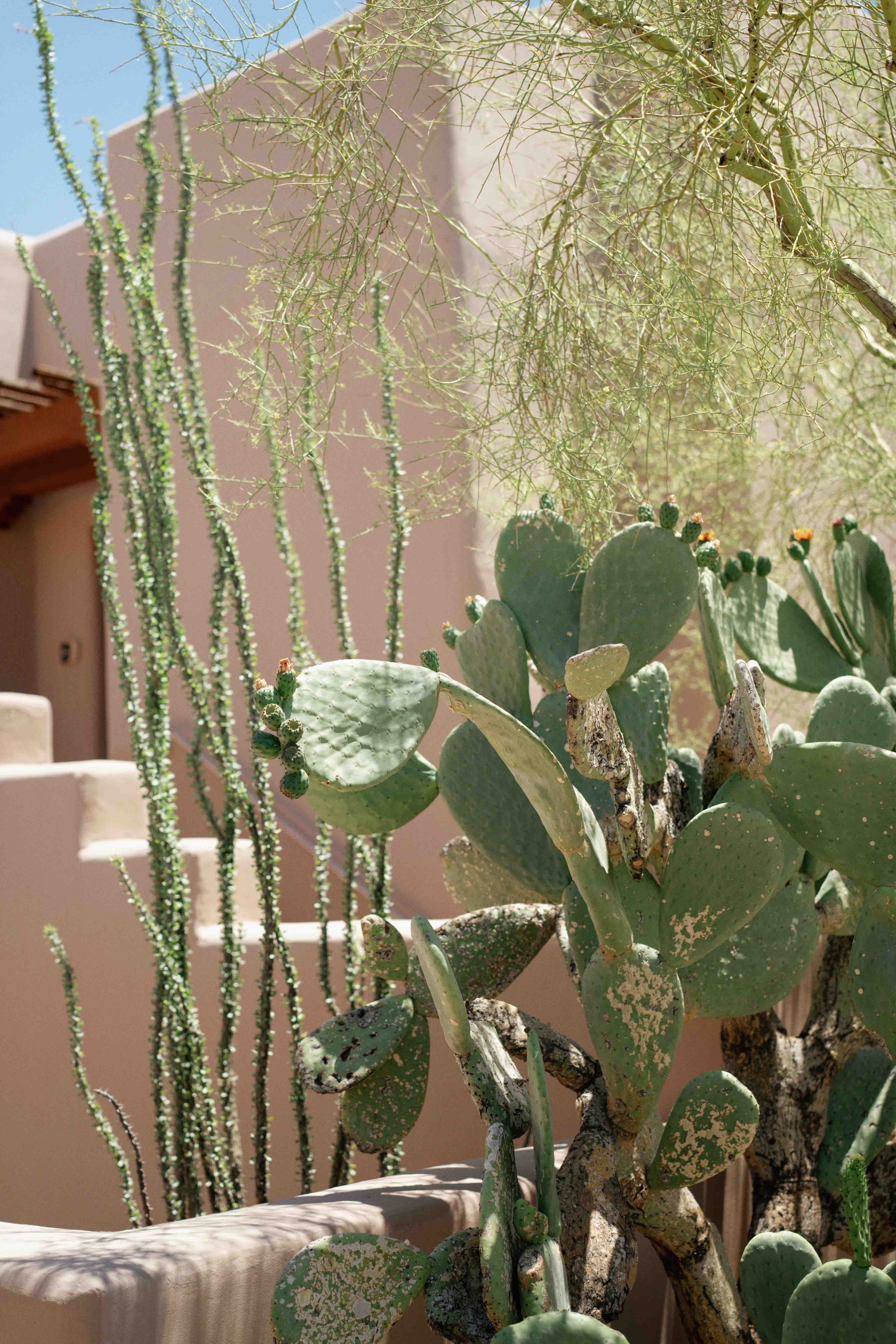 Desert plants including a prickly pear cactus and a tall, thin cactus with small bumps, against a building and a blue sky.