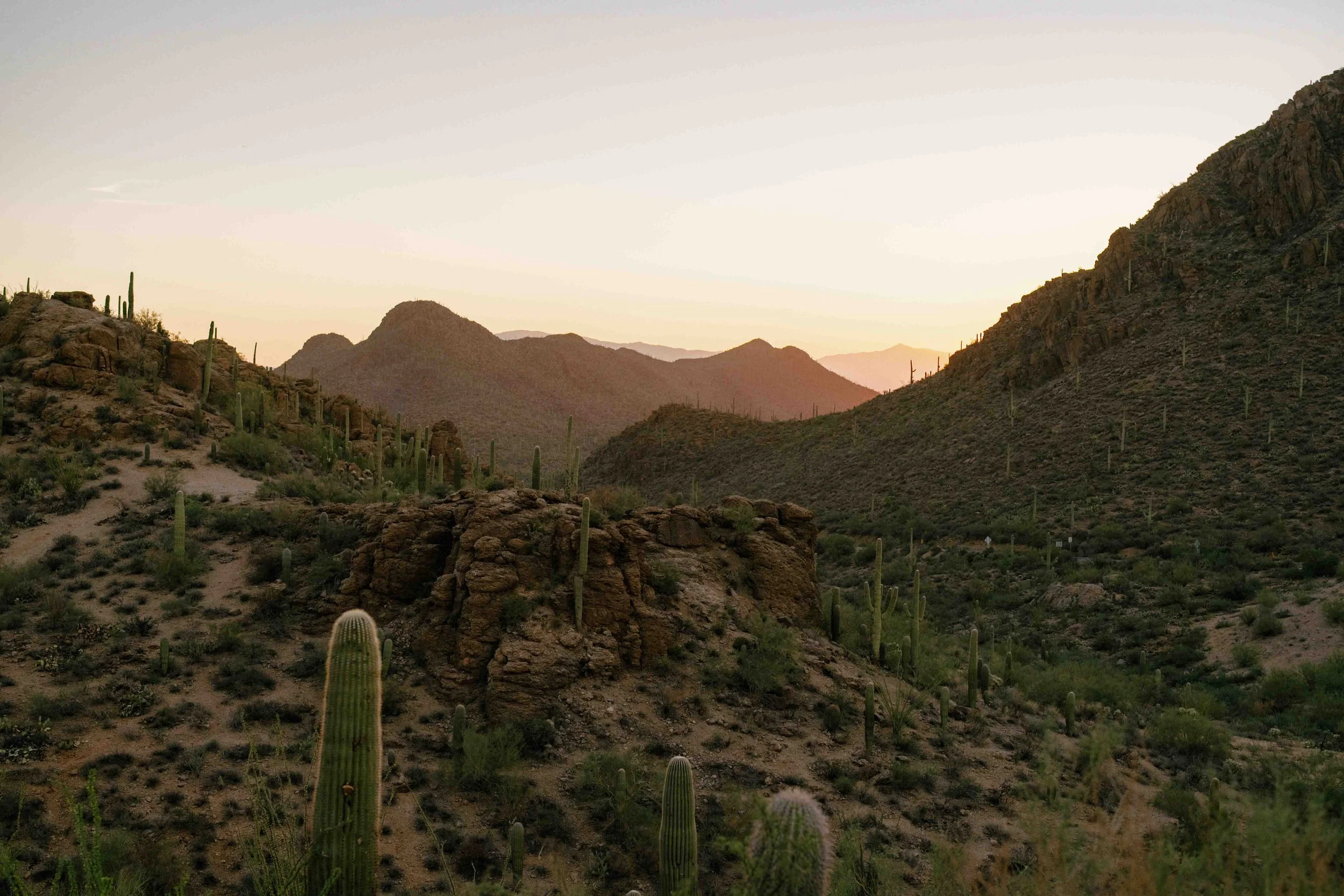A desert landscape during sunset with mountains, rocky terrain, and numerous tall cacti scattered across the area.