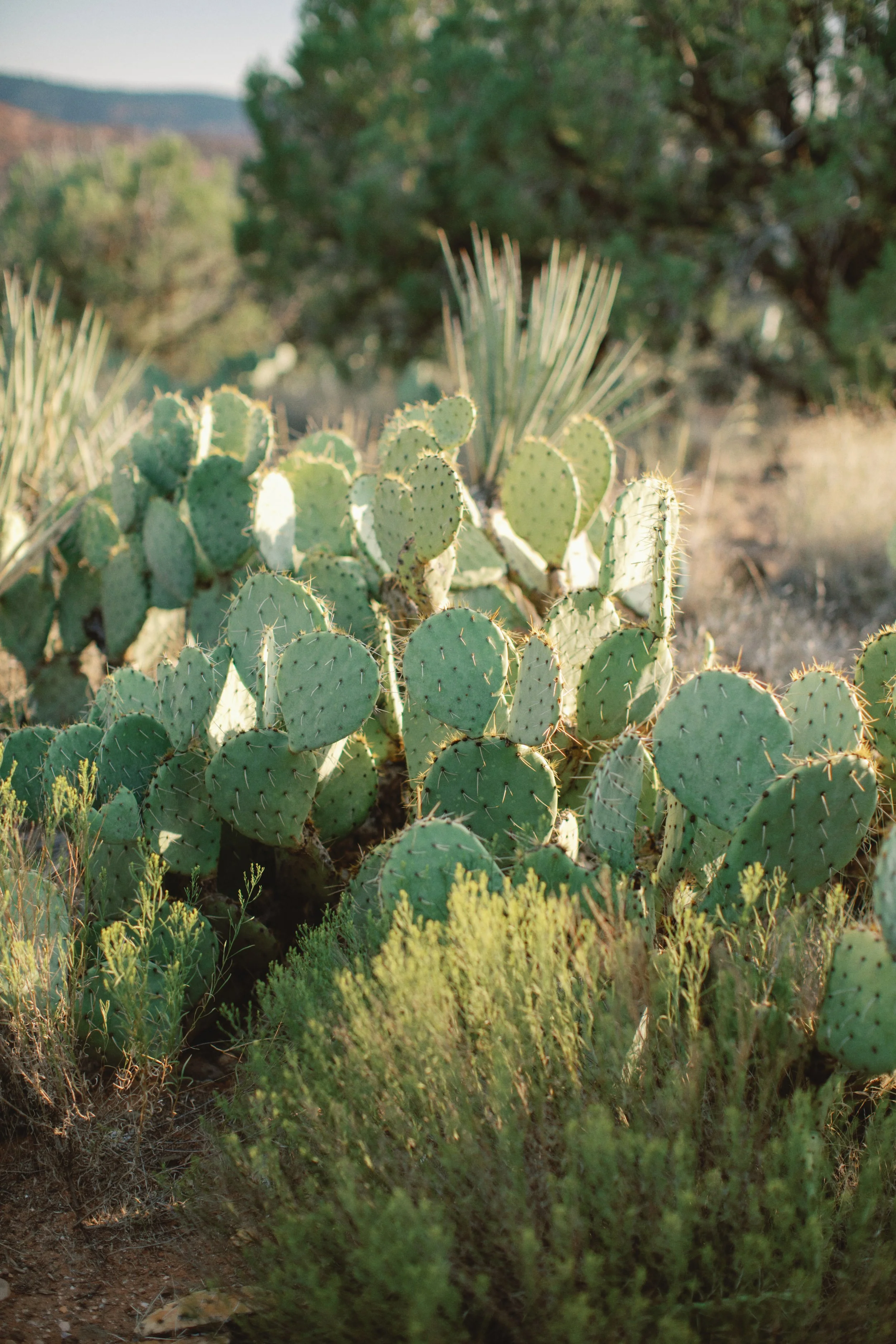Desert landscape with cacti, including prickly pear and cholla, and dry shrubbery.