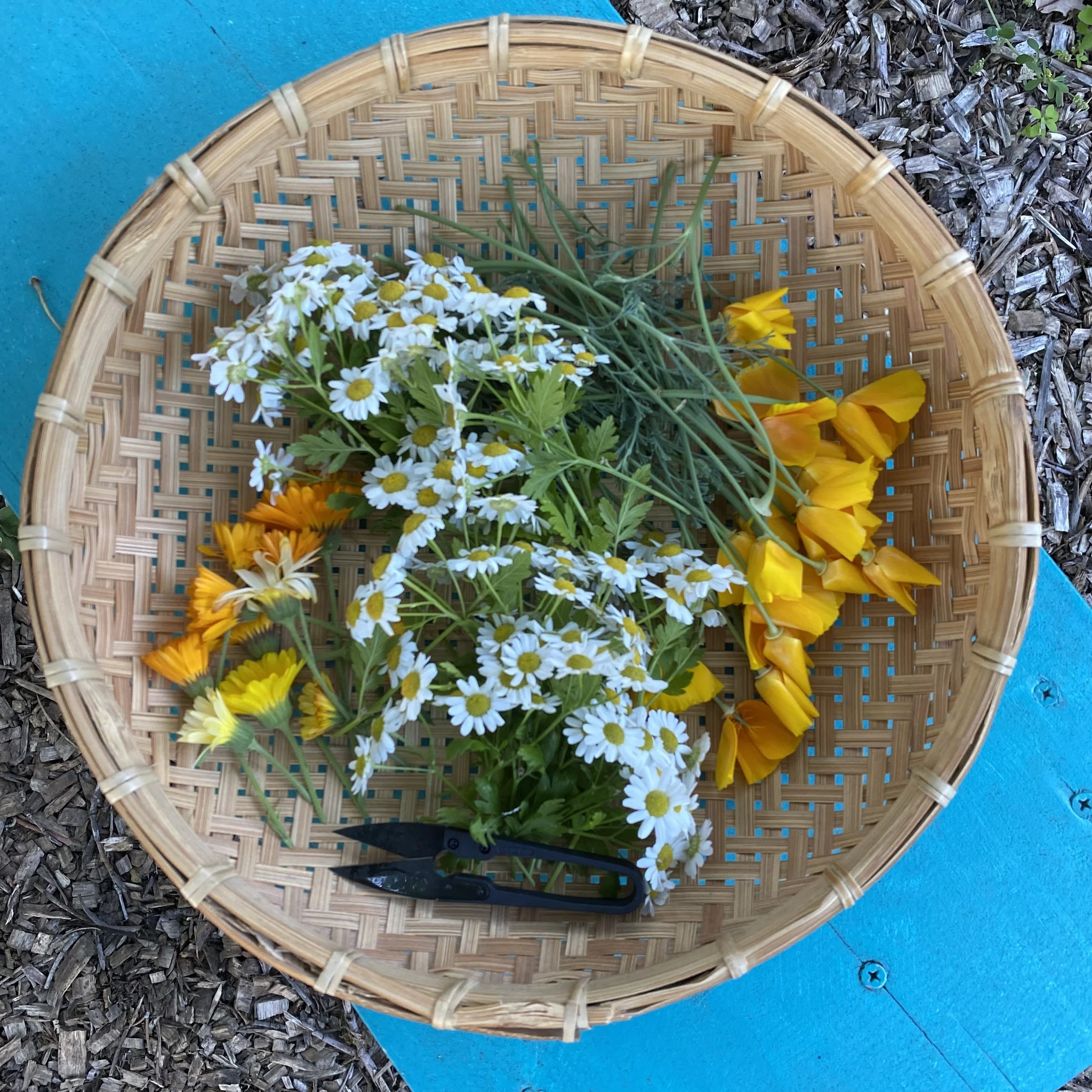 A round woven basket holds California poppy, feverfew, and calendula flowers.