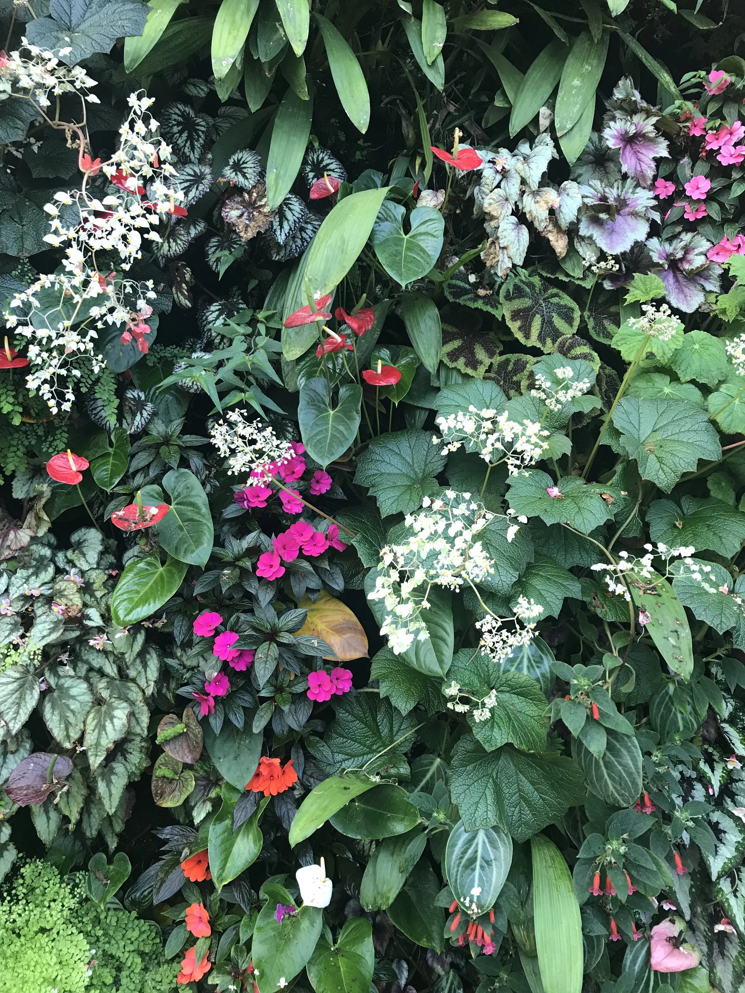 A lush garden wall filled with a variety of colorful flowers, including white, pink, red, and purple blossoms, and various green foliage with large and small leaves.