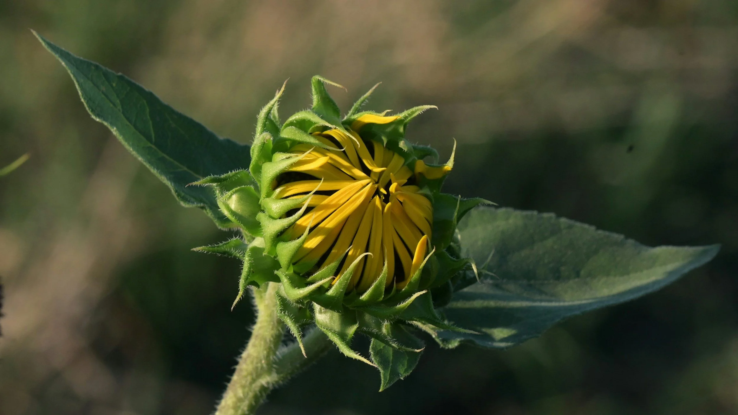 Close-up of a sunflower bud with yellow petals beginning to emerge, surrounded by green leaves and spiky green sepals.