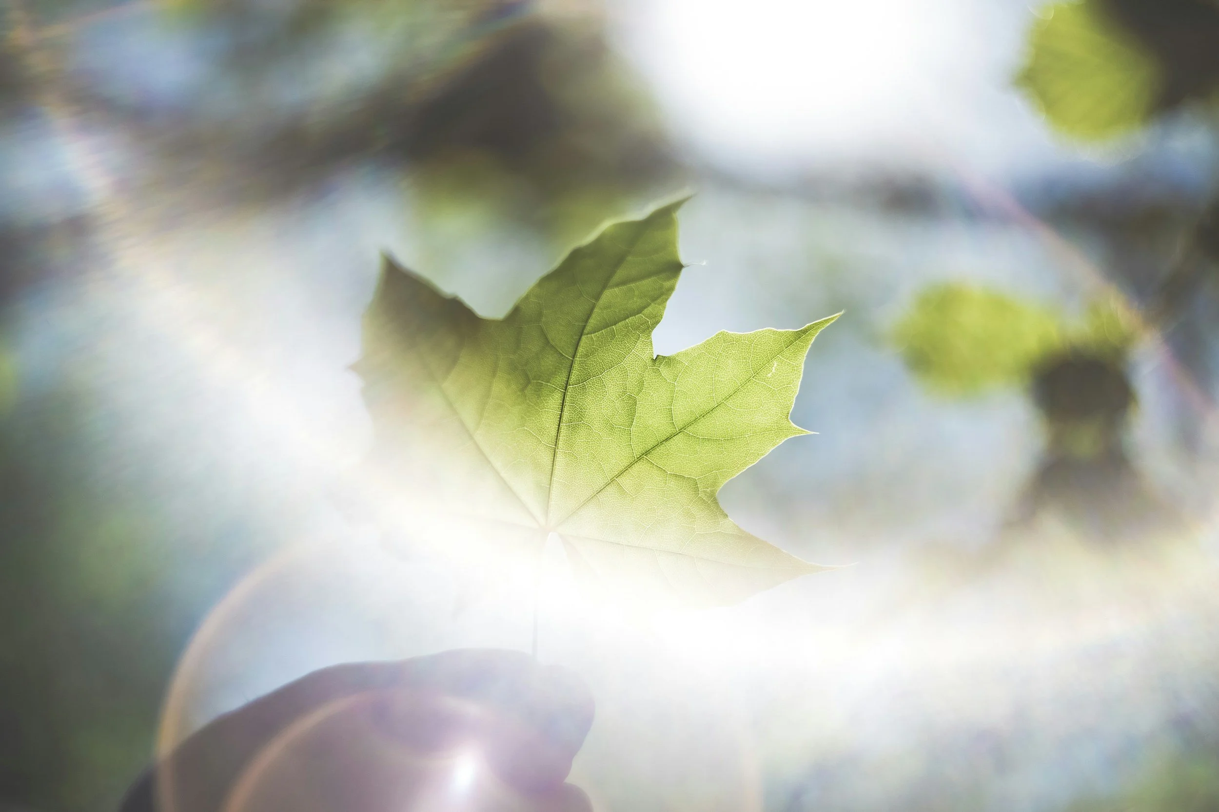 Close-up of a green maple leaf with a blurred background of light and foliage.