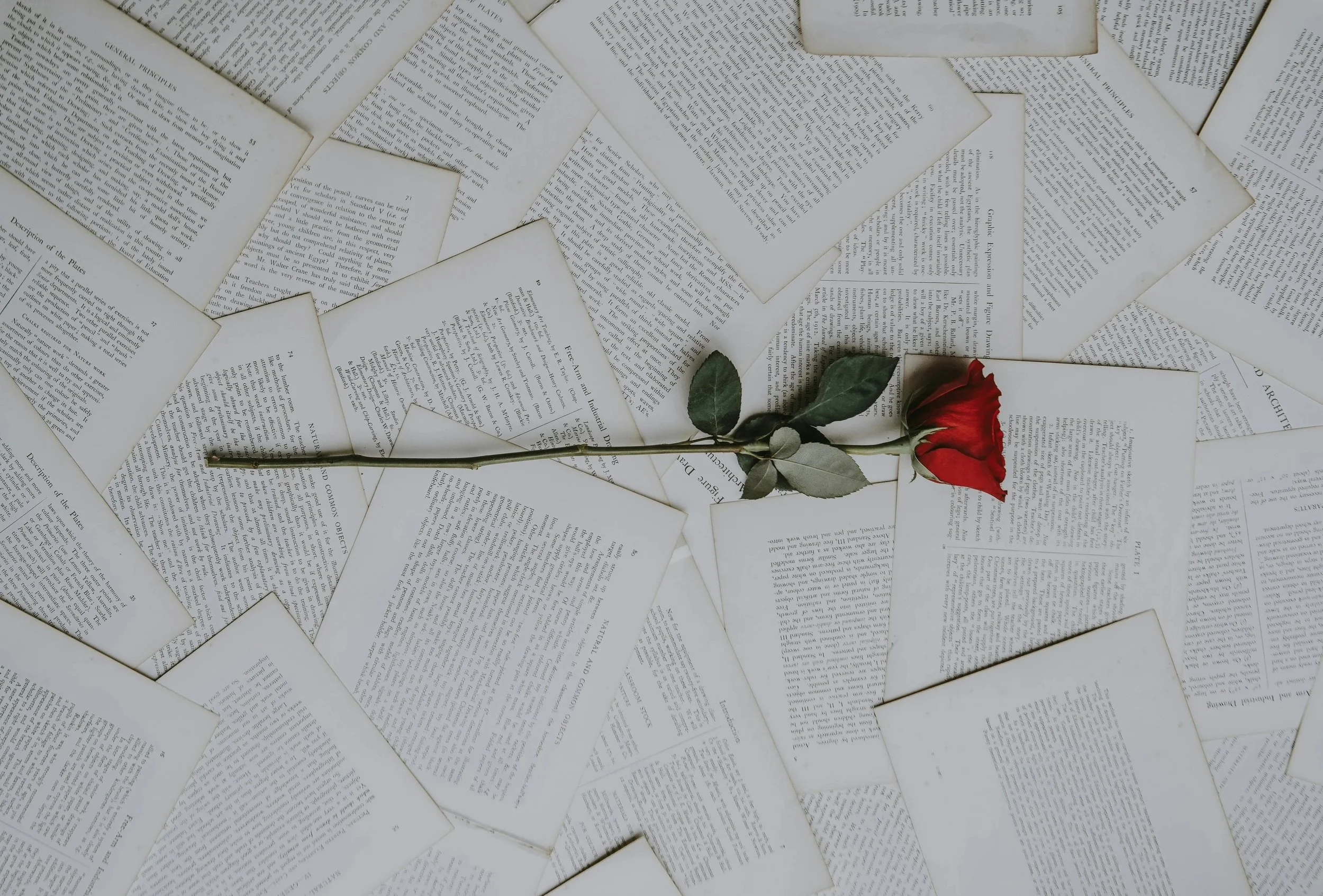A collection of scattered pages of printed text, with a single red rose lying on top.