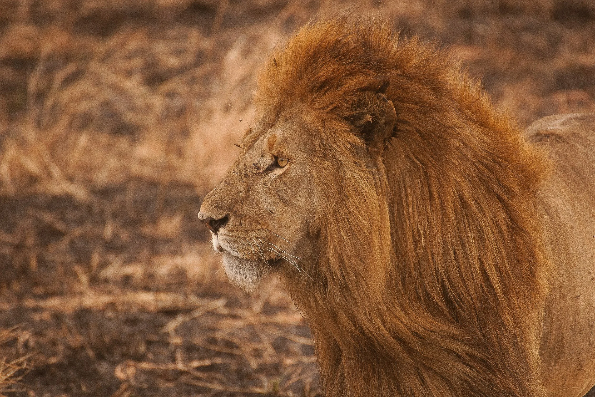 A lion resting on dry grassland with its head lowered and eyes closed.