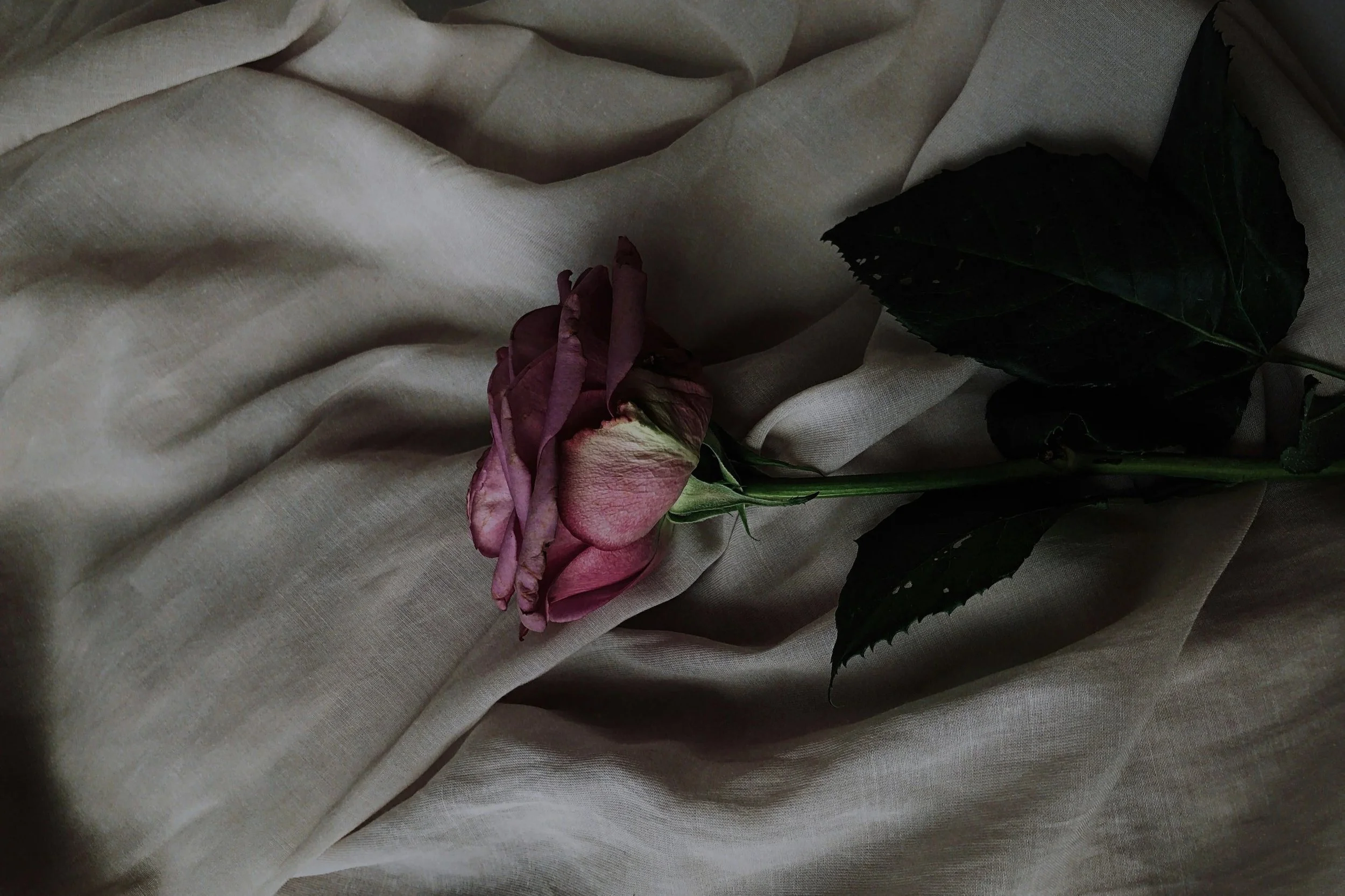 A wilted pink rose with green leaves resting on a beige fabric background.