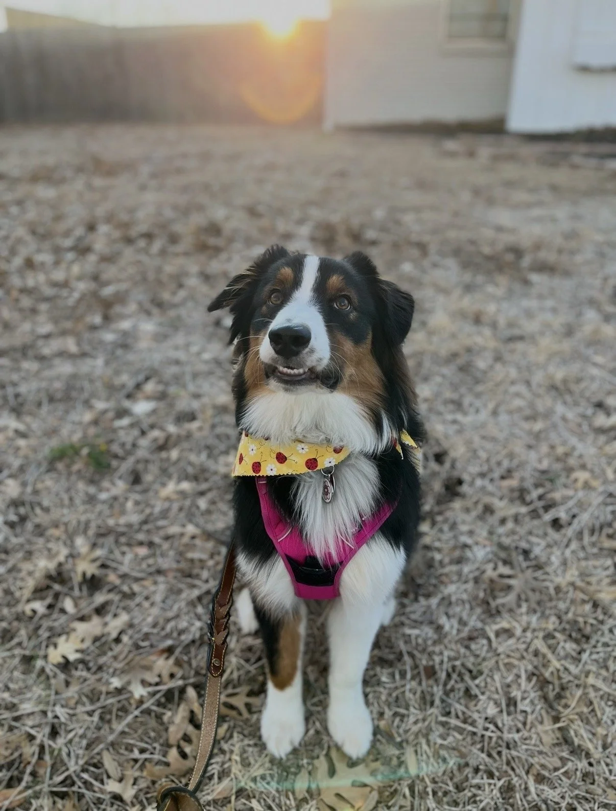 An Australian Shepherd dog with a tri-color coat, wearing a yellow bandana with red ladybugs and a pink harness, sitting outdoors on a ground covered with dry leaves, during sunset.