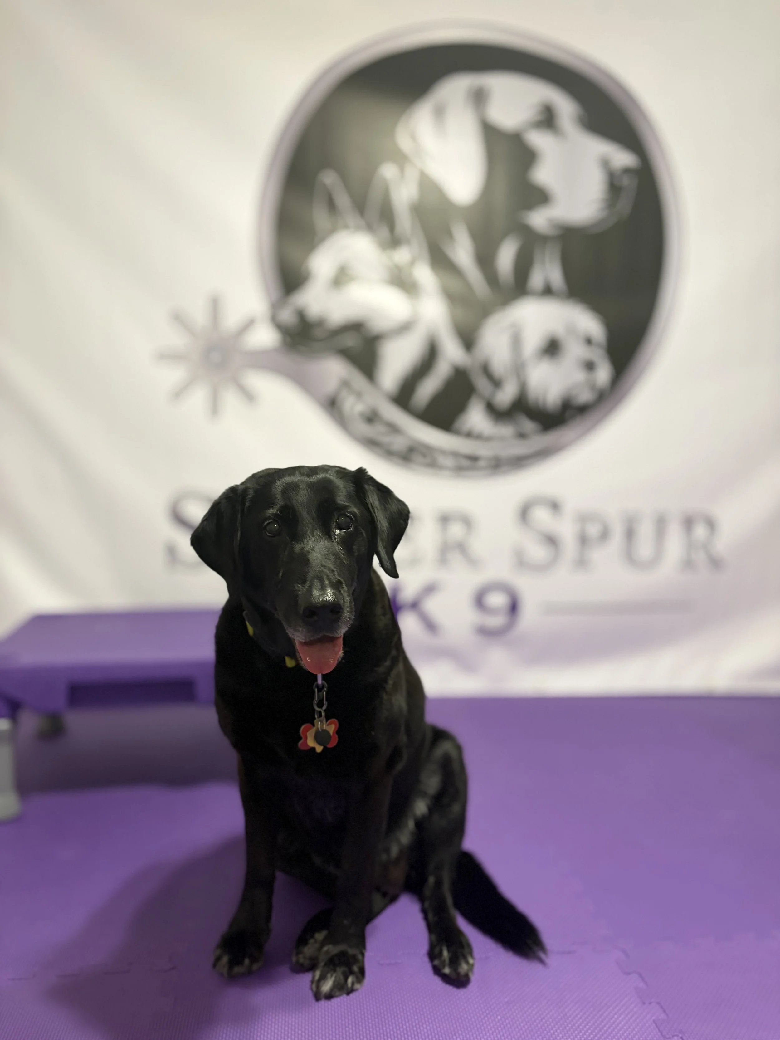 Black puppy with a yellow collar and a decorative tag, sitting on a purple mat in front of a blurred wall with a logo featuring a lion, a unicorn, and an eagle.