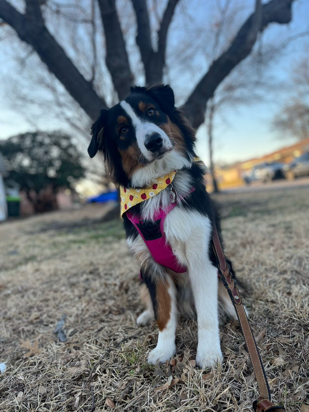 A dog with a tricolor coat of black, white, and brown sitting outdoors on brown grass, wearing a pink harness and a yellow bandana with ladybug patterns, with a tree and parked cars in the background.