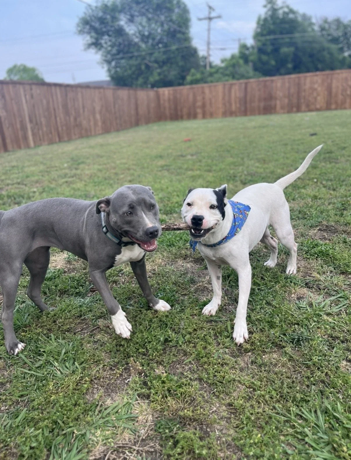 Two puppies playing outside on grass, holding a stick between them, with a wooden fence and trees in the background.